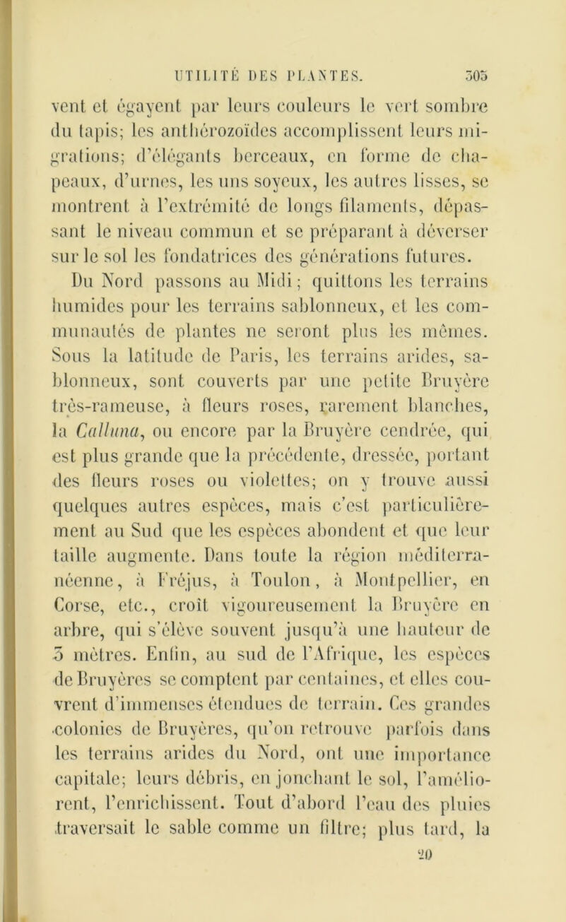 vent et égayent par leurs couleurs le vert sombre du tapis; les anthérozoïdes accomplissent leurs mi- grations; d’élégants berceaux, en forme de cha- peaux, d’urnes, les uns soyeux, les autres lisses, se montrent à l’extrémité de longs filaments, dépas- sant le niveau commun et se préparant à déverser sur le sol les fondatrices des générations futures. Du Nord passons au Midi; quittons les terrains humides pour les terrains sablonneux, et les com- munautés de plantes ne seront plus les mêmes. Sous la latitude de Paris, les terrains arides, sa- blonneux, sont couverts par une petite Bruyère très-rameuse, à fleurs roses, rarement blanches, la Calluna, ou encore par la Bruyère cendrée, qui est plus grande que la précédente, dressée, portant des lleurs roses ou violettes; on y trouve aussi quelques autres espèces, mais c’est particulière- ment au Sud que les espèces abondent et que leur taille augmente. Dans toute la région méditerra- néenne, à T réjus, à Toulon, à Montpellier, en Corse, etc., croit vigoureusement la Bruyère en arbre, qui s’élève souvent jusqu’à une hauteur de 5 mètres. Enfin, au sud de l’Afrique, les espèces de Bruyères se comptent par centaines, et elles cou- vrent d’immenses étendues de terrain. Ces grandes •colonies de Bruyères, qu’on retrouve parfois dans les terrains arides du Nord, ont une importance capitale; leurs débris, en jonchant le sol, l’amélio- rent, l’enrichissent. Tout d’abord l’eau des pluies traversait le sable comme un filtre; plus tard, la ‘20