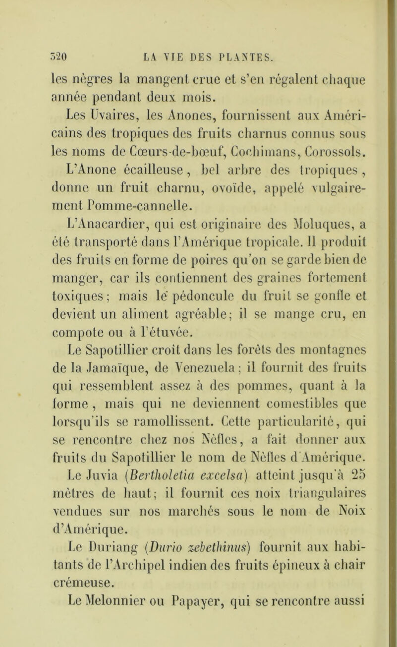 les nègres la mangent crue et s’en régalent chaque année pendant deux mois. Les Uvaires, les Anones, fournissent aux Améri- cains des tropiques des fruits charnus connus sons les noms de Cœurs-de-bœuf, Coehimans, Corossols. L’Anone écailleuse, bel arbre des tropiques, donne un fruit charnu, ovoïde, appelé vulgaire- ment Pomme-cannelle. L’Anacardier, qui est originaire des Moluques, a été transporté dans l’Amérique tropicale. 11 produit des fruits en forme de poires qu’on se garde bien de manger, car ils contiennent des graines fortement toxiques; mais le pédoncule du fruit se gonfle et devient un aliment agréable; il se mange cru, en compote ou à l'étuvée. Le Sapotillier croit dans les forêts des montagnes de la Jamaïque, de Venezuela; il fournit des fruits qui ressemblent assez à des pommes, quant à la forme, mais qui ne deviennent comestibles que lorsqu'ils se ramollissent. Cette particularité, qui se rencontre chez nos Nèfles, a fait donner aux fruits du Sapotillier le nom de Nèfles d Amérique. Le Juvia (Bertholetia excelsa) atteint jusqu'à 25 mètres de haut; il fournit ces noix triangulaires vendues sur nos marchés sous le nom de Noix d’Amérique. Le Duriang (Dur'io zebethinus) fournit aux habi- tants de l’Archipel indien des fruits épineux a chair crémeuse. Le Melonnier ou Papayer, qui se rencontre aussi