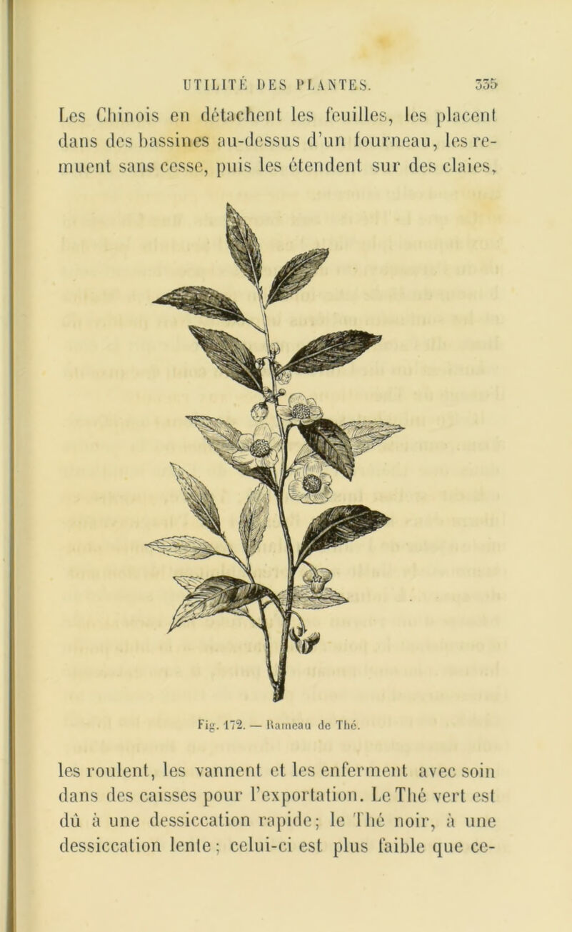 Les Chinois en détachent les feuilles, les placent dans des bassines au-dessus d’un fourneau, les re- muent sans cesse, puis les étendent sur des claies. Fig. 172. — Rameau de Thé. les roulent, les vannent et les enferment avec soin dans des caisses pour l’exportation. Le Thé vert est dû à une dessiccation rapide; le Thé noir, à une dessiccation lente ; celui-ci est plus faible que ce-