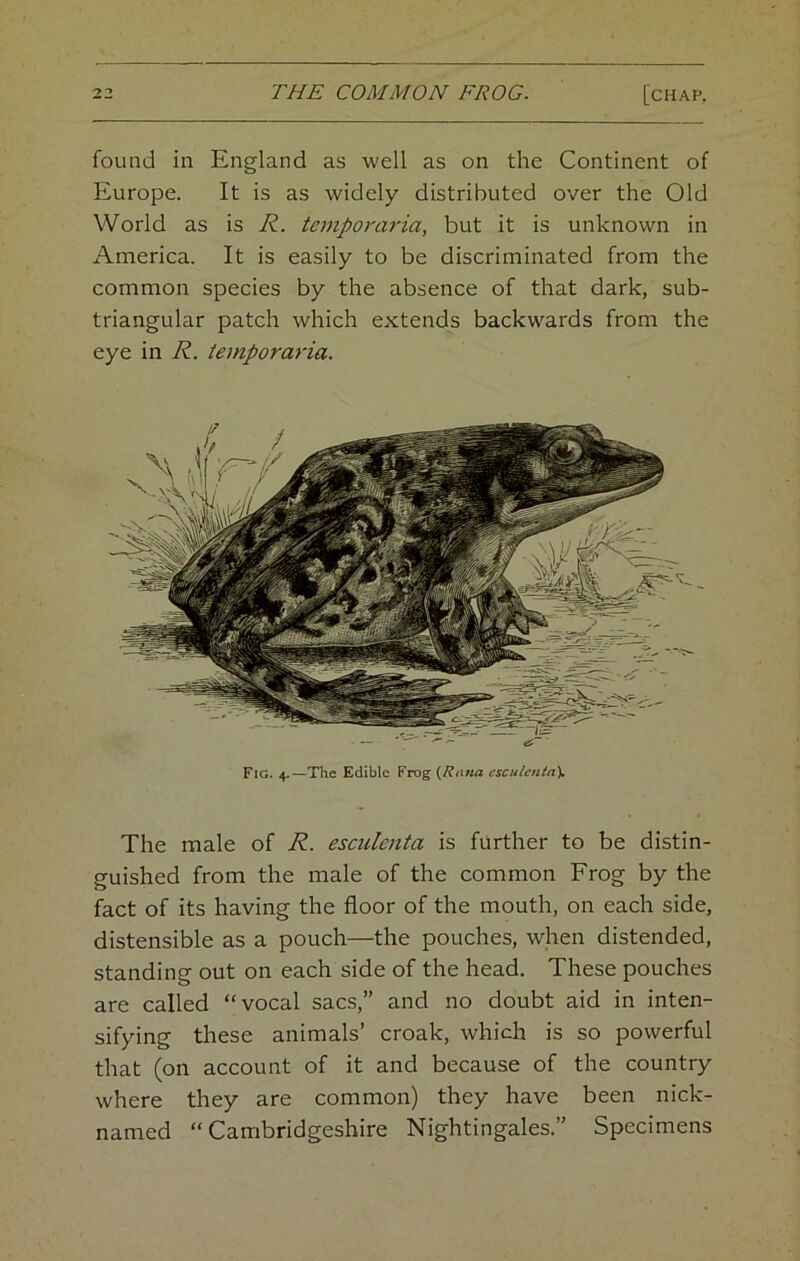 found in England as well as on the Continent of Europe. It is as widely distributed over the Old World as is R. temporaria, but it is unknown in America. It is easily to be discriminated from the common species by the absence of that dark, sub- triangular patch which extends backwards from the eye in R. temporaria. Fig. 4.—The Edible Frog {Rana csculcnta\ The male of R. esculenta is further to be distin- guished from the male of the common Frog by the fact of its having the floor of the mouth, on each side, distensible as a pouch—the pouches, when distended, standing out on each side of the head. These pouches are called “vocal sacs,” and no doubt aid in inten- sifying these animals’ croak, which is so powerful that (on account of it and because of the country where they are common) they have been nick- named “Cambridgeshire Nightingales.” Specimens