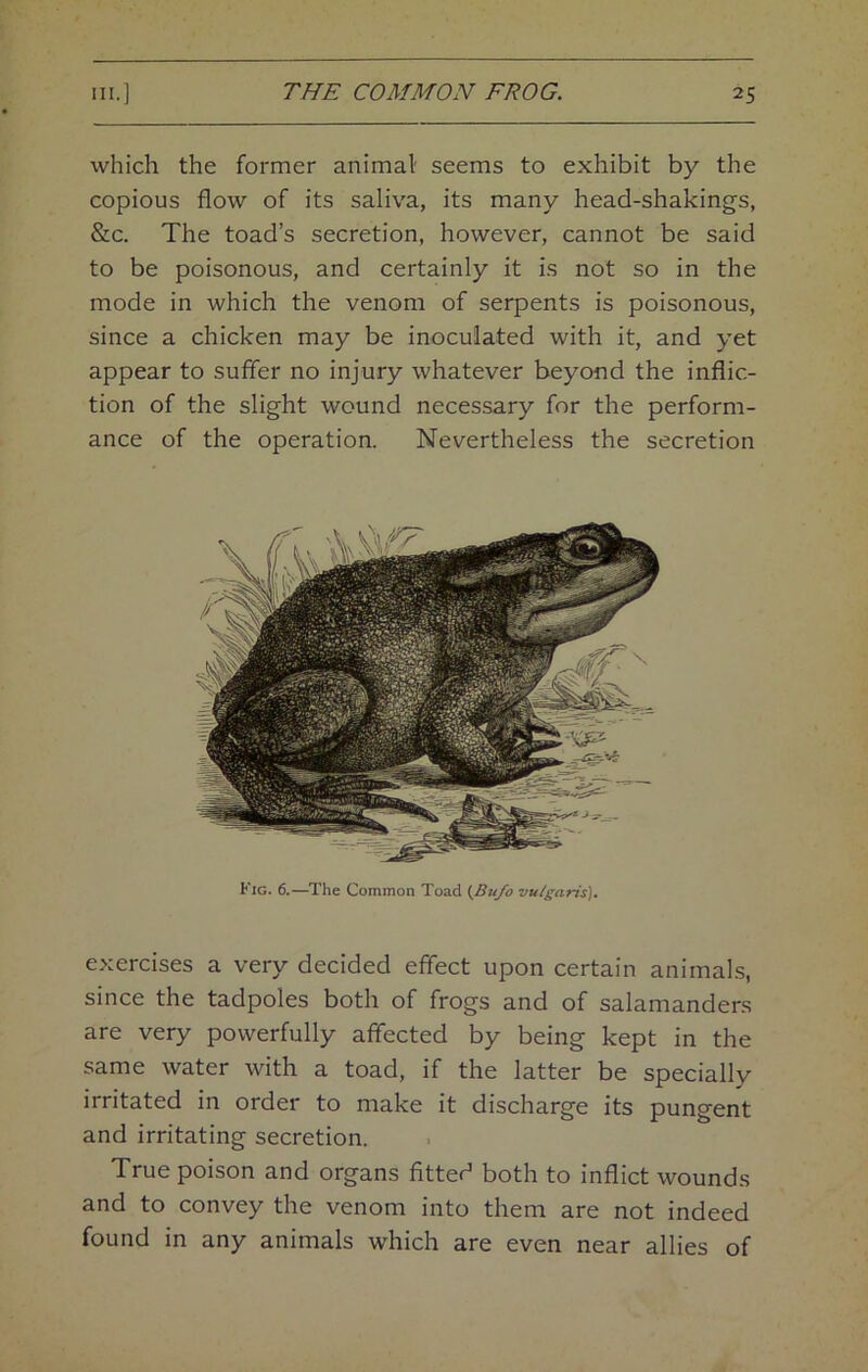 which the former animal seems to exhibit by the copious flow of its saliva, its many head-shakings, &c. The toad’s secretion, however, cannot be said to be poisonous, and certainly it is not so in the mode in which the venom of serpents is poisonous, since a chicken may be inoculated with it, and yet appear to suffer no injury whatever beyond the inflic- tion of the slight wound necessary for the perform- ance of the operation. Nevertheless the secretion Fig. 6.—The Common Toad {Bu/o vulgaris). exercises a very decided effect upon certain animals, since the tadpoles both of frogs and of salamanders are very powerfully affected by being kept in the same water with a toad, if the latter be specially irritated in order to make it discharge its pungent and irritating secretion. True poison and organs fitted both to inflict wounds and to convey the venom into them are not indeed found in any animals which are even near allies of