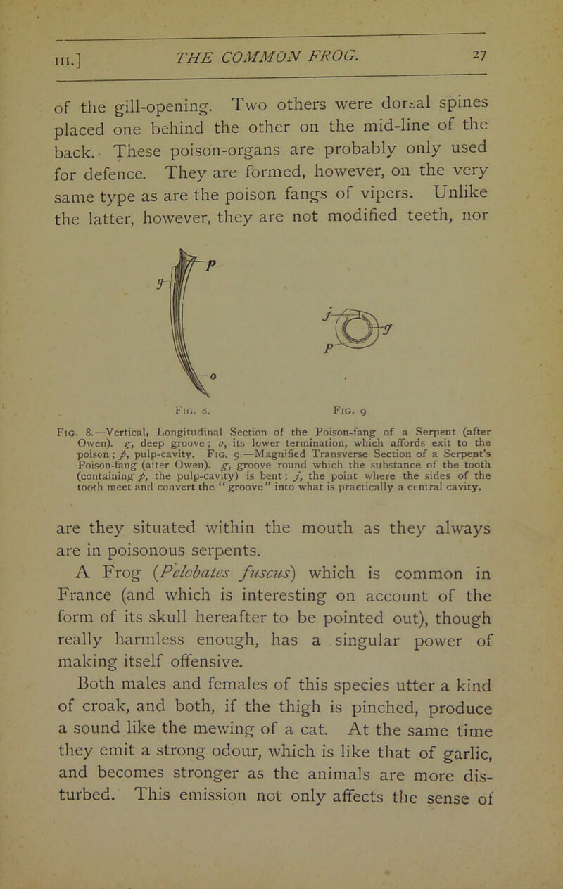 of the gill-opening. Two others were dorsal spines placed one behind the other on the mid-line of the back. These poison-organs are probably only used for defence. They are formed, however, on the very same type as are the poison fangs of vipers. Unlike the latter, however, they are not modified teeth, nor Fig. 8.—VerticaU Longitudinal Section the Poison-fang of a Serpent (after Owen). deep groove; its lower termination, which affords exit to the poison; pulp-cavity. Fig. 9.—Magnified Transverse Section of a Serpent's Poison-fang (alter Owen), groove round which the substance of the tooth (containing/, the pulp-cavity) is bent; y, the point where the sides of the tooth meet and convert the “groove into what is practically a central cavity. are they situated within the mouth as they always are in poisonous serpents. A Frog {Pelobates fuscus) which is common in France (and which is interesting on account of the form of its skull hereafter to be pointed out), though really harmless enough, has a singular power of making itself offensive. Both males and females of this species utter a kind of croak, and both, if the thigh is pinched, produce a sound like the mewing of a cat. At the same time they emit a strong odour, which is like that of garlic, and becomes stronger as the animals are more dis- turbed. This emission not only affects the sense of 3