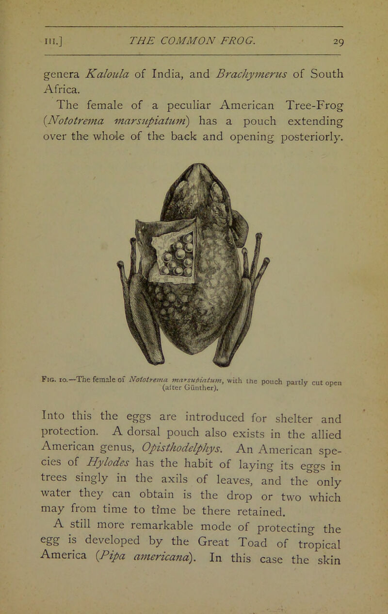 genera Kaloiila of India, and Brachymeriis of South Africa. The female of a peculiar American Tree-Frog {Nototrema mars7ipiatiim') has a pouch extending over the whole of the back and opening, posteriorly. Fig. 10.—The female of Nototrema marsuMatnm, with the pouch partly cut open (alter Gunther). f 3 v Into this the eggs are introduced for shelter and protection. A dorsal pouch also exists in the allied American genus, Opisthodelphys. An American spe- cies of Hylodes has the habit of laying its eggs in trees singly in the axils of leaves, and the only water they can obtain is the drop or two which may from time to time be there retained. A still more remarkable mode of protectino the egg is developed by the Great Toad of tropical America {Pipa americand). In this case the skin