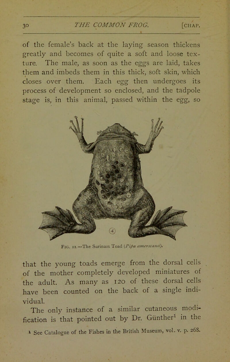 of the female’s back at the laying season thickens greatly and becomes of quite a soft and loose tex- ture. The male, as soon as the eggs are laid, takes them and imbeds them in this thick, soft skin, which closes over them. Each egg then undergoes its process of development so enclosed, and the tadpole stage is, in this animal, passed within the egg, so Fig. II.—The Sarinam Toad {Pipa amertcana)* that the young toads emerge from the dorsal cells of the mother completely developed miniatures of the adult. As many as 120 of these dorsal cells have been counted on the back of a single indi- vidual. The only instance of a similar cutaneous modi- fication is that pointed out by Dr. Giinther^ in the