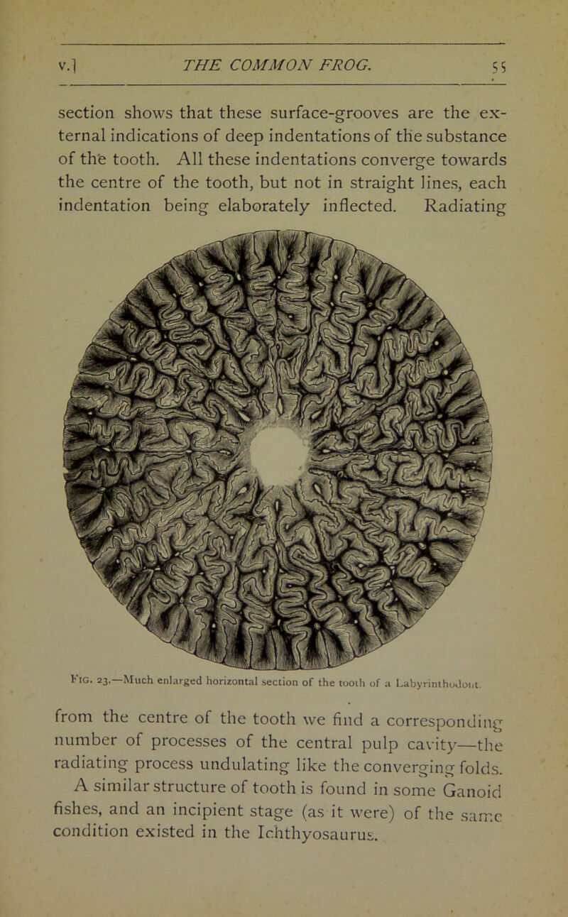 section shows that these surface-grooves are the ex- ternal indications of deep indentations of the substance of the tooth. All these indentations converge towards the centre of the tooth, but not in straight line.s, each indentation being elaborately inflected. Radiating Kig. 23.—Much enlarged horizontal section of the tooth of a Labyrimhodoiit. from the centre of the tooth we find a corresponding number of processes of the central pulp cavity—the radiating process undulating like the converging folds. A similar structure of tooth is found in some Ganoid fishes, and an incipient stage (as it were) of the same condition existed in the Ichthyosaurus.