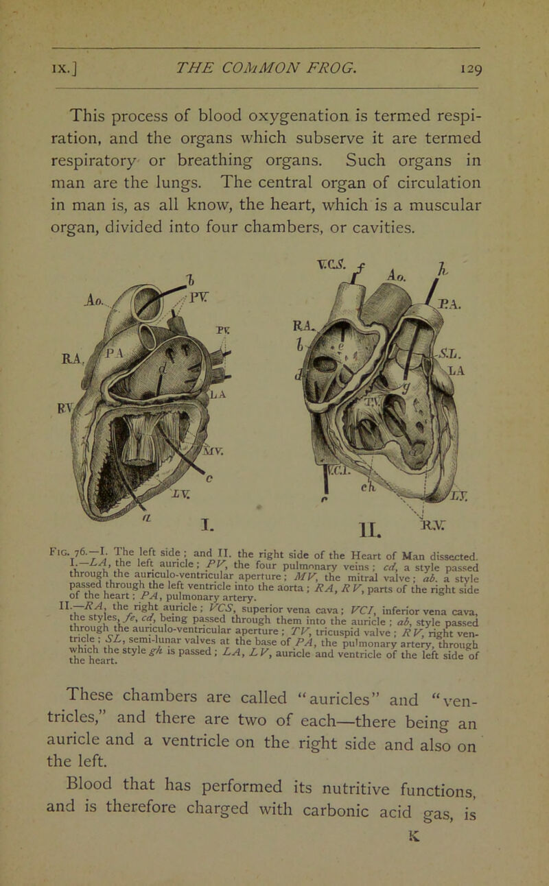 This process of blood oxygenation is termed respi- ration, and the organs which subserve it are termed respiratory or breathing organs. Such organs in man are the lungs. The central organ of circulation in man is, as all know, the heart, which is a muscular organ, divided into four chambers, or cavities. Fig. 76. I. The left side; and II. the right side of the Heart of Man dissected. u ^ ^ ®the four pulmonary veins; cd^ a style passed through the aunculo-ventncular aperture; My, the mitral valve; ab. a style passed through the left ventricle into the aorta ■. RA, Hy, parts of the right side of the heart; PA^ pulmonary artery. ® superior vena cava; yCI, inferior vena cava, the styles, cd, being passed through them into the auricle ; style passed through the aunculo-ventncular aperture ; Ty, tricuspid valve ; 7? K right ven- valves at the base of PA, the pulmonary artery,Ihrough the hea^n^ ^ ** passed; LA, L y, auricle and ventricle of the left side of These chambers are called “auricles” and “ven- tricles, and there are two of each—there being an auricle and a ventricle on the right side and also on the left. Blood that has performed its nutritive functions, and is therefore charged with carbonic acid gas, is