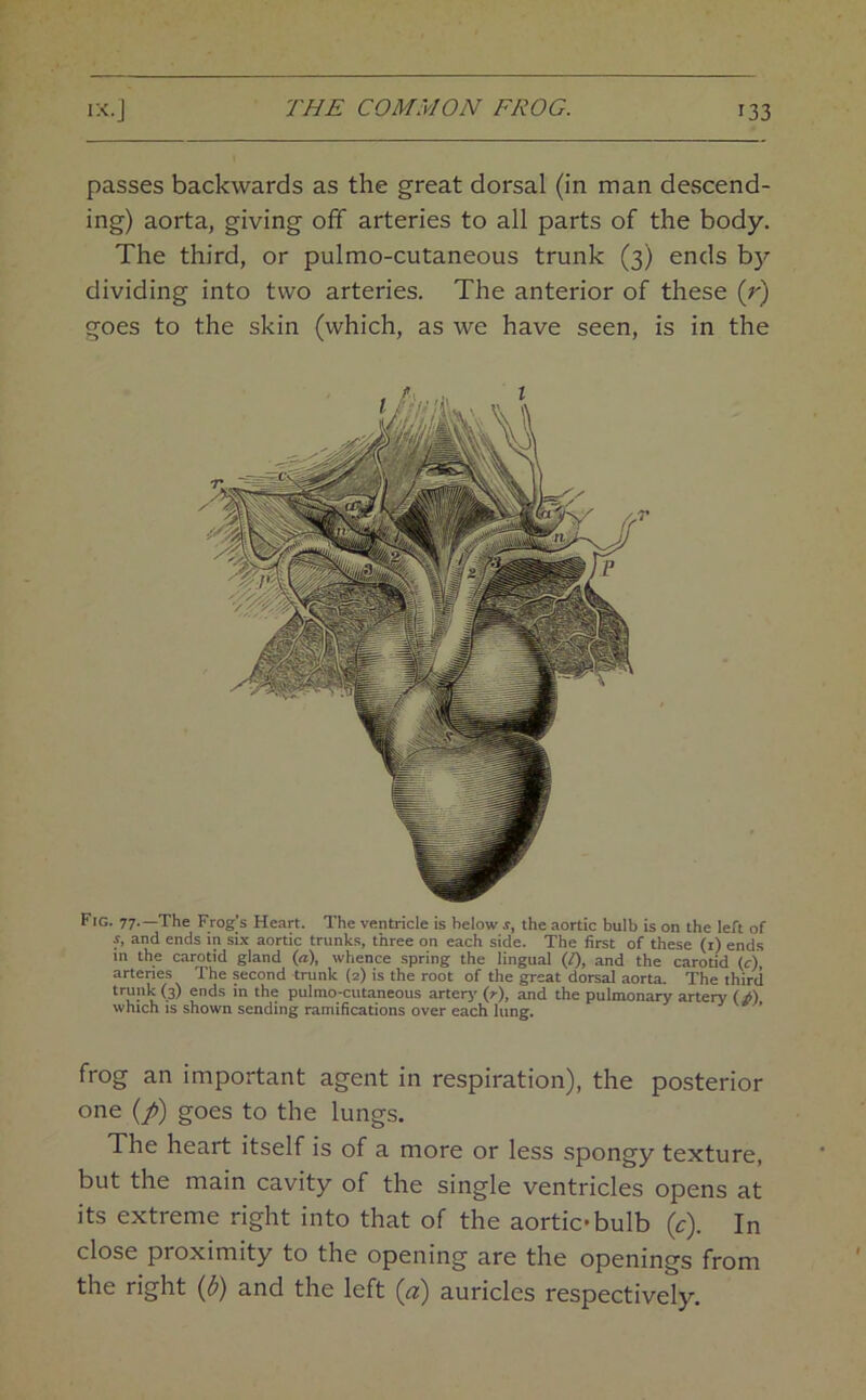 passes backwards as the great dorsal (in man descend- ing) aorta, giving off arteries to all parts of the body. The third, or pulmo-cutaneous trunk (3) ends b)'’ dividing into two arteries. The anterior of these (r) goes to the skin (which, as we have seen, is in the Fig. 77.—The Frog’s Heart. The ventricle is below s, the aortic bulb is on the left of s, and ends in six aortic trunks, three on each side. The first of these (i) ends in the carotid gland (a), whence spring the lingual (h, and the carotid (c), arteries The second trunk (2) is the root of the great dorsal aorta. The third trunk (3) ends in the pulmo-cutaneous arterj’ (r), and the pulmonary artery (^) which is shown sending ramifications over each lung. * frog an important agent in respiration), the posterior one (/>) goes to the lungs. The heart itself is of a more or less spongy texture, but the main cavity of the single ventricles opens at its extreme right into that of the aortic*bulb (c). In close proximity to the opening are the openings from the right (^) and the left (a) auricles respectively.