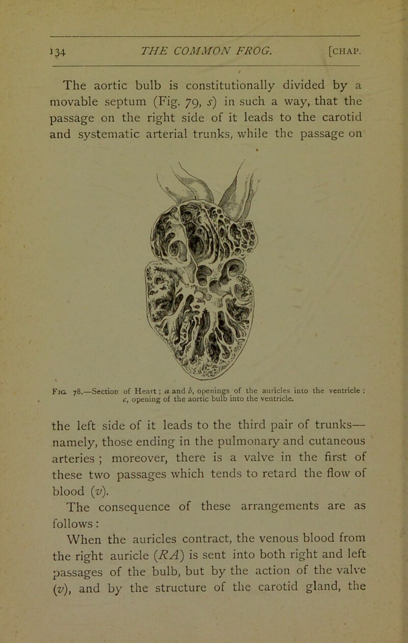 The aortic bulb is constitutionally divided by a movable septum (Fig. 79, s) in such a way, that the passage on the right side of it leads to the carotid and systematic arterial trunks, while the passage on Fjc. 78.—Section of Heart; a and openings of the auricles into the ventricle ; c, opening of the aortic bulb into the ventricle. the left side of it leads to the third pair of trunks— namely, those ending in the pulmonary and cutaneous arteries ; moreover, there is a valve in the first of these two passages which tends to retard the flow of blood {y). The consequence of these arrangements are as follows: When the auricles contract, the venous blood from the right auricle {RA) is sent into both right and left passages of the bulb, but by the action of the valve iy), and by the structure of the carotid gland, the