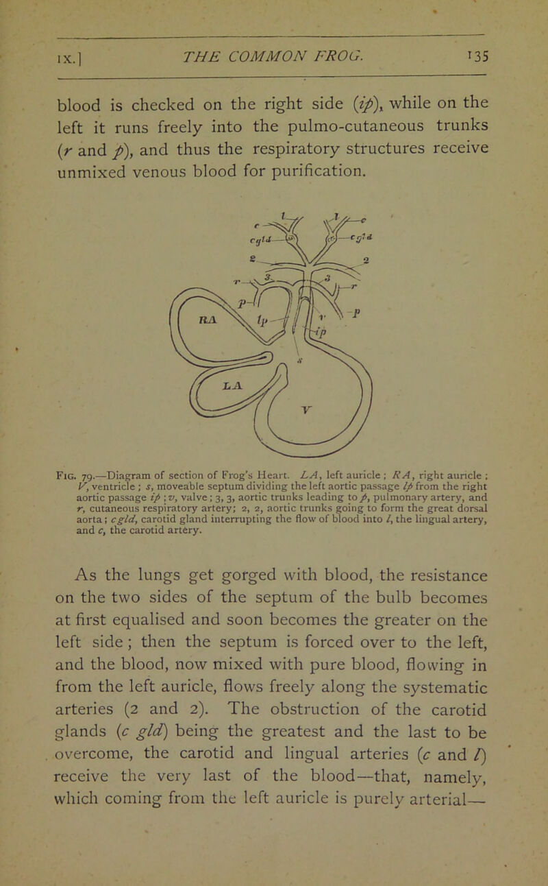 blood is checked on the right side {ip\ while on the left it runs freely into the pulmo-cutaneous trunks {r and p), and thus the respiratory structures receive unmixed venous blood for purification. Fig. 79.—Diagram of section of Frog’s Heart. LA, left auricle ; RA, right auricle ; V, ventricle ; s, moveable septum dividing the left aortic passage Ip from the right aortic passage ip ; v, valve; 3, 3, aortic trunks leading top, pulmonary artery, and r, cutaneous respiratory artery; 2, 2, aortic trunks going to form the great dorsal aorta; cgld, carotid gland interrupting the flow of blood into I, the lingual artery, and c, the carotid artery. As the lungs get gorged with blood, the resistance on the two sides of the septum of the bulb becomes at first equalised and soon becomes the greater on the left side; then the septum is forced over to the left, and the blood, now mixed with pure blood, flowing in from the left auricle, flows freely along the systematic arteries (2 and 2). The obstruction of the carotid glands {c gld) being the greatest and the last to be overcome, the carotid and lingual arteries {c and /) receive the very last of the blood—that, namely, which coming from the left auricle is purely arterial—