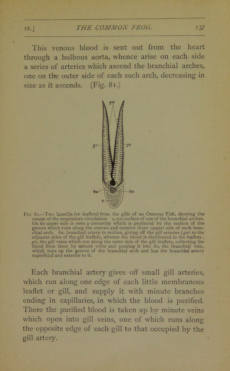 This venous blood is sent out from the heart through a bulbous aorta, whence arise on each side a series of arteries which ascend the branchial arches, one on the outer side of each such arch, decreasing in size as it ascends. (Fig. 81.) Fig. 80.—Two lamellas (or leaflets) from the gills of an Osseous Fish, showing the course of the respiratory circulation, s, cut surface of one of the branchial arches. On its upper side is seen a concavity which is produced by the section of the groove which runs along the convex and exterior (here upper) side of each bran- chial arch, ba, branchial artery in section, giving off the gill arteries {ga\ to the adjacent sides of the gill leaflets, whence the blood is distributed in the leaflets ; vfw, the gill veins which run along the outer side of the gill leaflets, collecting the blood from them by minute veins and pouring it into bv, the branchial vein, which runs up the groove of the branchial arch and has the branchial artery superficial and exterior to it. Each branchial artery gives off small gill arteries, which run along one edge of each little membranous leaflet or gill, and supply it with minute branches ending in capillaries, in which the blood is purified. There the purified blood is taken up by minute veins which open into gill veins, one of which runs along the opposite edge of each gill to that occupied by the gill artery.