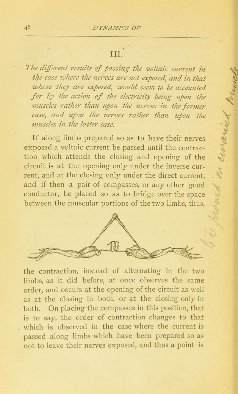 III. The different results of passing the voltaic current in the case where the nerves are not exposed, and in that where they are exposed, would seem to be accounted for by the action of the electricity being upon the muscles rather than upon the nerves in the former case, and upon the nerves rather than upon the muscles in the latter case. If along limbs prepared so as to have their nerves exposed a voltaic current be passed until the contrac- tion which attends the closing and opening of the circuit is at the opening only under the inverse cur- rent, and at the closing only under the direct current, and if then a pair of compasses, or any other good conductor, be placed so as to bridge over the space between the muscular portions of the two limbs, thus, limbs, as it did before, at once observes the same order, and occurs at the opening of the circuit as well as at the closing in both, or at the closing only in both. On placing the compasses in this position, that is to say, the order of contraction changes to that which is observed in the case where the current is passed along limbs which have been prepared so as not to leave their nerves exposed, and thus a point is