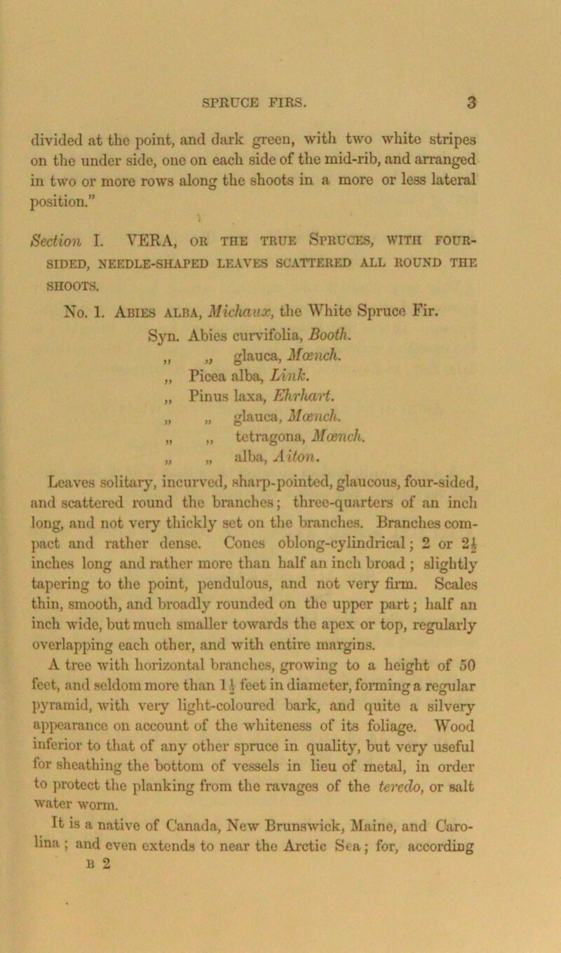 divided a.t the point, and dark green, with two white stripes on the under side, one on each side of the mid-rib, and arranged in two or more rows fdong the shoots in a more or less lateral position.” Section I. VERA, or the true Spruces, with four- sided, NEEDLE-SHAPED LEAVES SCATTERED ALL ROUND THE SHOOTS. No. 1. Abies alba, Miehaux, the White Spruce Fir. S}Ti. Abies curvifolia. Booth. „ „ glauca, Mcench. „ Picea alba, Link. „ Pinus laxa, Ehrhart. „ „ glauca, M(jcnch. „ „ tetragona, Mcench. „ „ alba, ./I i7on. Leaves solitar}', incurved, sharp-pointed, glaucous, four-sided, and scattered round the branches; three-quarters of an inch long, and not very thickly set on the branches. Branches com- pact and rather dense. Cones oblong-cylindrical; 2 or 2i inches long and rather more than half an inch broad ; slightly tiipering to the point, pendulous, and not very firm. Scales thin, smooth, and broadly rounded on the upper part; half an inch wide, but much smaller towards the apex or top, regularly overlapping each other, and with entire margins. A tree with horizonfiil branches, growing to a height of 50 feet, and seldom more than 1 ^ feet in diameter, forming a regular pyramid, with veiy light-coloured bark, and quite a silvery apjwaranco on account of the whiteness of its foliage. Wood inferior to that of any other spruce in quality, but very useful lor sheathing the bottom of vessels in lieu of metal, in order to protect tlie planking from the ravages of the teredo, or salt water worm. It is a native of Canada, New Brunswick, Maine, and Caro- lina ; and even extends to near the Arctic Sea; for, according B 2