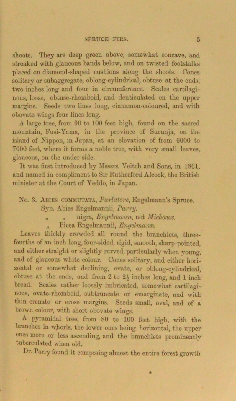shoots. They are deep green above, somewhat concave, and streaked with glaucous bands below, and on twisted footstalks placed on diamond-shaped cushions along the shoots. Cones solitary or subaggregate, oblong-cylindrical, obtuse at the ends, two inches long and four in circumference. Scales cartilagi- nons, loose, obtuse-rhomboid, and denticulated on the upper margins. Seeds two lines long, cinnamon-coloured, and with obovate wings four lines long. A large tree, from 90 to 100 feet high, found on the sacred mountain, Fusi-Yaina, in the jwovince of Suninja, on the island of Nippon, in Japan, at an elevation of from GOOO to 7000 feet, where it forms a noble tree, with very small leaves, glaucous, on the under side. It was first introduced by Measrs. Veitch and Sons, in 18G1, and named in compbment to Sir Rutherford Alcock, the British minister at the Court of Yeddo, in Japan. No. 3. AiiiES COMMUT.VT.V, Purlatore, Engelmann’s Spruce. Syn. Abies Engelmannii, Parry. „ „ nigra, Engdmaiin, not Michaux. „ Picea Engehnannii, Engdmann. Leaves thickly crowded all round the bmnchlets, three- fourths of an inch long, four-sided, rigid, smooth, sharp-pointed, and either straight or slightly curved, particularly when young, and of glaucous white colour. Cones solitary, and either hori- zontal or somewhat declining, ovate, or oblong-cylindrical, obtuse at the ends, and from 2 to 21 inches long, and 1 inch broad. Scales rather loosely imbricated, somewhat cartilagi- nous, ovate-rhomboid, subtruncate or emarginate, and with thin crenato or eroso margins. Seeds small, oval, and of a brown colour, with short obovate wings. A pyramidal tree, from 80 to 100 feet high, with the branches in wjiorls, the lower ones being horizontal, the upper ones more or less ascending, and the branchlets prominently tuberculated when old. Dr, Parry found it composing almost the entire forest growth