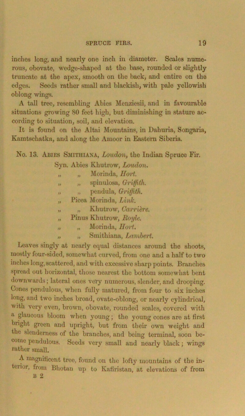 inches long, and nearly one inch in diameter. Scales nume- rous, obovate, wedge-shaped at the base, rounded or slightly truncate at the apex, smooth on the back, and entire on the edge.s. Seeds rather small and blackish, with pale yellowish oblong wings. A tall tree, resemblmg Abies Menziesii, and in favourable situations growing 80 feet high, but diminishing in stature ac- cording to situation, soil, !Uid elevation. It is found on the Albii Mountains, in Dahuria, Songaria, Kamtschatka, and along the Amoor in Eastern Siberia. No. 13. Abies Smithiaxa, Loudon, the Indian Spruce Fir. Syn. Abies Khutrow, Loiulon. „ „ Morinda, Hort. „ „ spinulosa, Gri^th. „ „ pendula, Griffith. „ Picea Morinda, Link. „ „ Khutrow, Garrih'C. „ Pinus Khutrow, Hoyle. „ „ Alorinda, Hort. „ „ Smithiana, Lambert. Leaves singly at nearly equal distances around the shoots, mostly four-sided, somewhat curved, from one and a half to two inches long, scattered, and with excessive sharp points. Branches spread out horizontal, those nearest the bottom somewhat bent downw’ards; latenil ones very numerous, slender, and drooping. Cones pendulous, when fully matured, from four to six inches long, and two inches broad, ovate-oblong, or nearly cylindrical, Avith very even, brown, obovate, rounded scales, covered with a glaucous bloom when young; the young cones are at first bright green and upright, but from then' ow’n weight and the slendenie.ss of the branches, and being terminal, soon be- come pendulous. Seeds very small and nearly black; wings rather small. A magnificent tree, found on the lofty mountfiins of the in- terior, from Bhotan up to Kafiristan, at elevations of from u 2
