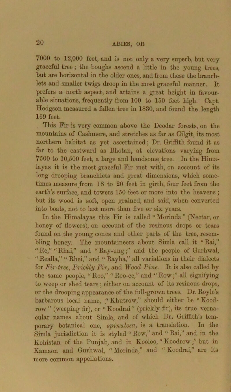 7000 to 12,000 feet, and is not only a very superb, but very graceful tree; the boughs ascend a little in the young trees, but are horizontal in the older ones, and from these the branch- lets and smaller twigs droop in the most graceful manner. It prefers a north aspect, and attains a gicat height in favour- able situations, frequently from 100 to 150 feet high. Capt. Hodgson measured a fallen tree in 1830, and found the length 169 feet. This Fir is very common above the Deodar forests, on the mountains of Cashmere, and stretches as far as Gilgit, its most northern habitat as yet ascertained; Dr. Griffith found it as far to the eastwai’d as Bhotan, at elevations varying from 7500 to 10,500 feet, a large and handsome tree. In the Hima- layas it is the most gi'aceful Fir met with, on account of its long drooping branchlets and great dimension!?, which some- times measure from 18 to 20 feet in girth, four feet from the earth’s surface, and towers 150 feet or more into the heavens ; but its wood is soft, open grained, and said, when converted into boats, not to last more than five or six years. In the Himalayas this Fir is called “ Morinda ” (Nectar, or honey of flowers), on account of the resinous drops or tears found on the young cones and other parts of the tree, resem- bling honey. The mountaineers about Simla call it “Bai,” “ Re,” “ Rhai,” and “ Ray-ung ” and the people of Gurhwal, “ Realla,” “ Rhei,” and “ Rayha,” all variations in their dialects for Fir-tree, Prickly Fir, and Wood Pine. It is also culled by the same people, “ Roo,” “ Roo-ee,” and “ Rowall signifying to weep or shed tears ; either on account of its resinous drops, or the drooping appearance of the full-grown trees. Dr. Hoyle’s barbarous local name, Khutrow,” should either be “ Kood- row ” (weeping fir), or “ Koodrai ” (prickly fir), its true verna- cular names about Simla, and of which Dr. Griffith’s tem- porary botanical one, epintdoHO, is a translation. In the Simla jurisdiction it is styled “ Row,” and “ Rai,” and in the Kohistan of the Punjab, and in Kooloo, “ Koodrowbut in Kamaon and Gurhwal, Morinda,” and Koodrai,” are its more common appellations.