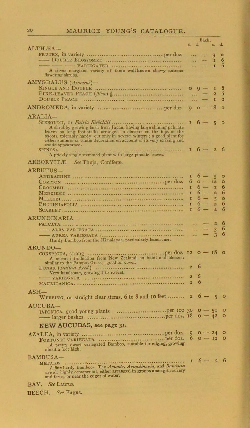 ALTHAEA— FRUTEX, in variety per doz. Double Blossomed VARIEGATED A silver margined variety of these well-known showy autumn flowering shrubs. AMYGDALUS {Almond)— Single and Double o Pink-leaved Peach {New) g Double Peach ANDROMEDA, in variety per doz. 9 ARALIA— SlEBOLDii, or Fatsia Sieboldii .., i A shrubby growing bush from Japan, having large shining palmate leaves on long foot stalks arranged in clusters on the tops of the shoots, tolerably hardy, cut only in severe winters ; a good plant for either summer or winter decoration on account of its very striking and exotic appearance. SPINOSA I A prickly single stemmed plant with large pinnate leaves. ARBORVITAi. See Thuja, Coniferae. ARBUTUS— Andrachne I Common per doz. 6 Croomeii I Menziesh I Milleri I Photiniafolia I Scarlet i ARUNDINARIA— FALCATA ALBA VARIEGATA AUREA VARIEGATA f Hardy Bamboo from the Himalayas, particularly handsome. ARUNDO— CONSPICUA, strong ......per doz. 12 A recent introduction from New Zealand, in habit and blossom similar to the Pampas Grass: good for cover. DONAX {Italian Reed) 2 Very handsome, growing 8 to 10 feet VARIEGATA 2 MAURITANICA i 2 ASH— Weeping, on straight clear stems. 6 to 8 and lo feet 2 AUCUBA- JAPONICA, good young plants per 1°° 3° larger bushes per doz. i8 NEW AUCUBAS, see page 31. AZALEA, in variety P6>^ doz. 9 FORTUNEI VARIEGATA ...per doz. 6 A pretty dwarf variegated Bamboo, suitable for edging, growing about a foot high. BAMBUSA— METAKE •••••• A fine hardy Bamboo. The Arundo, ArvndiHana, and Bambusa are all highly ornamental, either arranged in groups amongst rockery and ferns, or near the edges of water. BAY. See Laurus. BEECH. See Fagus. Each. d. O — 6 — 6 — o — 6 6 6 6 — o — o — o — o — 6 — s. d. 9 o I 6 I 6 1 6 2 6 I o 18 o 5 o 2 6 5 o 12 o 2 6 2 6 S o 2 6 2 6 2 6 3 6 3 6 18 o S o 50 o 42 o 24 o 12 O 2 6