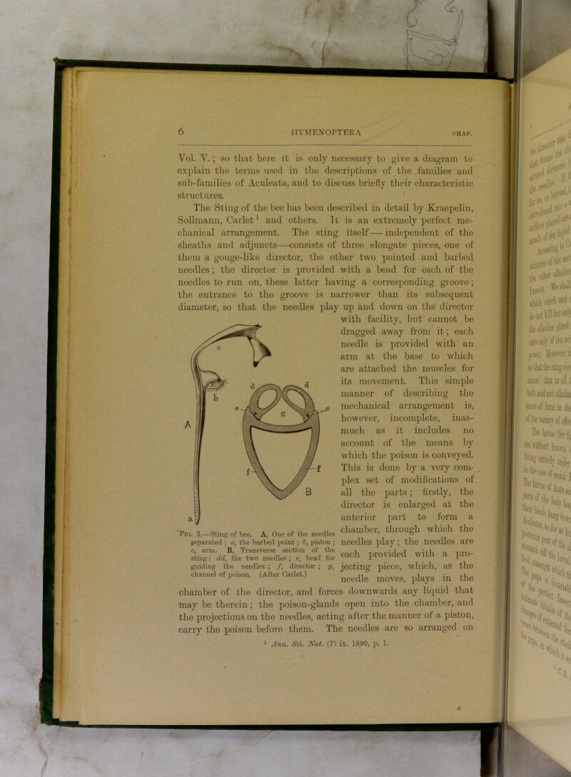 1 IIYMENOPTERA CHAV. Vol. V.; so that liere it is only necessary to give a diagram to explain the terms used in the descriptions of the families and sub-families of Aculeata, and to discuss briefly their characteristic structures. ' The Sting of the bee has been described in detail by Kraepelin, Sollmann, Carlet ^ and others. It is an extremely perfect me- chanical arrangement. The sting itself — independent of the sheaths and adjuncts—consists of three elongate pieces, one of them a gouge-like director, the other two pointed and barbed needles; the director is provided with a bead for each of the needles to run on, these latter having a corresponding groove; the entrance to the groove is narrower than its subsequent diameter, so that the needles play up and down on the director with facility, but cannot be dragged away from it; each needle is provided with an arm at the base to which are attached the muscles for its movement. This simple manner of describing the ; mechanical arrangement is, however, incomplete, inas- mucli as it includes no account of the means by which the poison is conveyed. This is done by a very com- plex set of modifications of B all the parts; firstly, the director is enlarged at the anterior part to form a F.0.3.-sti,.gotte. A,On.ofth.n..dk, diamber, through which the separated ; a, the barbed point; b, piston ; needles play \ the lieedlcs are c, arm. B, Transverse section of the , sting: dd, the two needles; e, bead for provided \ ^ p guiding the needles ; /, director ; g, jecting piece, which, aS the channel of poison. (After Carlet.) chamber of the director, and forces downwards any liquid that may be therein; the poison-glands open into the chamber, and the projections on the needles, acting after the manner of a piston, carry the poison before them. The needles are so arranged on * Ann. Set. Nat. (71 ix. 1890, p. 1. m