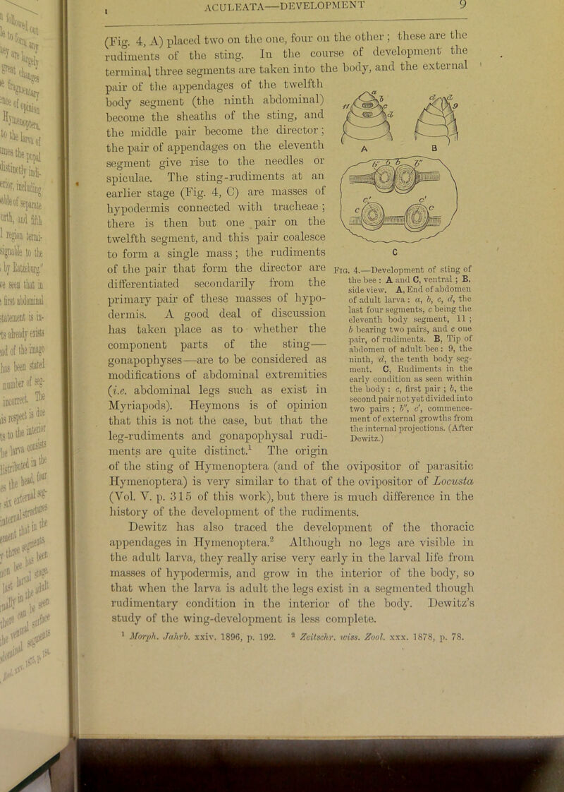 1 (Pig. 4, A) placed two on the one, fonr on the other ; these are the rudhuents of the sting. In tlie course of development the terminal three segments are taken into the body, and the external pair of the appendages of the twelfth body segment (the ninth abdominal) become the sheaths of the sting, and the middle pair become the director; the pair of appendages on the eleventh segment give rise to the needles or spicnlae. The sting-rudiments at an earlier stage (Fig. 4, C) are masses of hypodermis connected with tracheae; there is then but one pair on the twelfth segment, and this pair coalesce to form a single mass; the rudiments of the pair that form the director are piQ. 4.—Development of sting of differentiated secondarily from the primary pair of these masses of hypo- dermis. A good deal of discussion has taken place as to whether the component parts of the sting— gonapophyses—are to be considered as modifications of abdominal extremities (i.e. abdominal legs such as exist in Myriapods). Heymons is of opinion that this is not the case, but that the leg-rudiments and gonapophysal rudi- ments are quite distinct.^ The origin of the sting of Hymenoptera (and of the ovipositor of parasitic Hymenoptera) is very similar to that of the ovipositor of Locusta (Vol. V. p. 315 of this work), but there is much difference in the liistory of the development of the rudiments. Dewitz has also traced the development of the thoracic appendages in Hymenoptera.^ Although no legs are visible in the adult larva, they really arise very early in the larval life from masses of hypodermis, and grow in the interior of the body, so that when the larva is adult the legs exist in a segmented though rudimentary condition in the interior of the body. Dewitz’s study of the wing-development is less complete. ’ Morph. Jahrb. x.\iv. 1896, p. 192. ® Zcitschr. toiss. Zool. xxx. 1878, p. 78. of adult larva: a, b, c, d, tlie last four segments, c being the eleventh body segment, 11 ; b bearing two pairs, and c one pair, of rudiments. B, Tip of abdomen of adult bee; 9, the ninth, d, the tenth body seg- ment. C, Rudiments in the early condition as seen within the body : c, first pair ; b, the second pair not yet divided into two pairs ; b, o', commence- ment of external growths from the internal projections. (After Dewitz.)