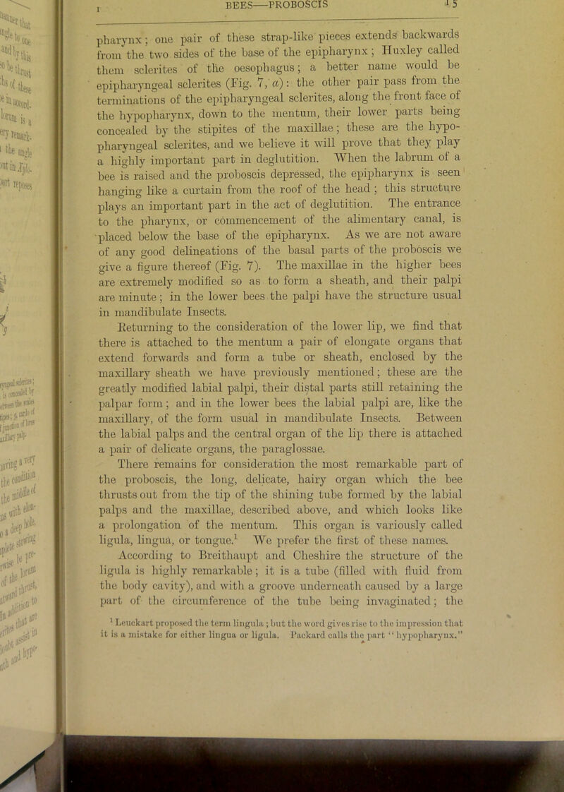 pharynx ; one pair of these strap-like pieces extends backwards from the two sides of the base of the epipharynx; Huxley called them sclerites of the oesophagus; a better name would be epipharyngeal sclerites (Fig- 7, a): the other pair pass from the terminations of the epipharyngeal sclerites, along the front face of the hypopharynx, down to the nientuni, their lower parts being concealed by the stipites of the maxillae; these are the hypo- pharyngeal sclerites, and we believe it will prove that they play a highly important part in deglutition. When the labruni of a bee is raised and the proboscis depressed, the epipharynx is seen hangiirg like a curtain from the roof of the head ; this structure plays an important part in the act of deglutition. The entrance to the pharynx, or commencement of the alimentary canal, is ■placed below the base of the epipharynx. As we are not aware of any good delineations of the basal parts of the proboscis we give a figure thereof (Fig. 7). The maxillae in the higher bees are extremely modified so as to form a sheath, and their palpi are minute; in the lower bees the palpi have the structure usual in mandibulate Insects. Eeturning to the consideration of the lower lip, we find that there is attached to the mentum a pair of elongate organs that extend forwards and form a tube or sheath, enclosed by the maxillary sheath we have previously mentioned; these are the greatly modified labial palpi, their distal parts still retaining the palpar form; and in the lower bees the labial palpi are, like the maxillary, of the form usual in mandibulate Insects. Between the labial palps and the central organ of the lip there is attached a pair of delicate organs, the paraglossae. There remains for consideration the most remarkable part of the proboscis, the long, delicate, hairy organ which the bee thrusts out from the tip of the shining tube formed by the labial palps and the maxillae, described above, and which looks like a prolongation of the mentum. This organ is variously called ligula, lingua, or tongue.^ We prefer the first of these names. According to Breithaupt and Cheshire the structure of the ligula is highly remarkable; it is a tube (filled with fluid from the body cavity), and with a groove underneath caused by a large part of tlie circumference of the tube being invaginated; tbe ’ Lcuckart proposed the term lingula ; hut the word gives rise to the impression that it is a mistake for either lingua or ligula. Packard calls the part “ hypopharynx.”