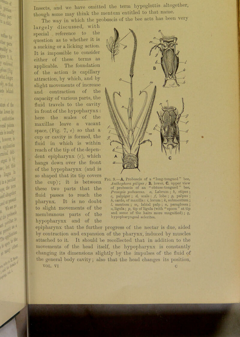 Insects, and we have omitted the term hypoglottis altogether, tliongh some may think the mentum entitled to that name. The way in which the proboscis of the bee acts has been very largely discussed, with special reference to the qiiestion as to whether it is a sucking or a licking action. It is impossible to consider either of these terms as applicable. The foundation of the action is capillary attraction, by which, and by slight movements of increase and contraction of the capacity of various parts, the fluid travels to the cavity in front of the hypopharynx : here the scales of the maxillae leave a vacant space, (Fig. 7, e) so that a cup or cavity is formed, the fluid in which is within reach of the tip of the depen- dent epipharynx (c), which hangs down over the front of the hypopharynx (and is so shaped that its tip covers the cup); it is between these two parts that the fluid passes to reach the pharynx. It is no doubt to slight movements of the membranous parts of the hypopharynx and of the epipharynx that the further progress of the nectar is due, aided by contraction and expansion of the pharynx, induced by muscles attached to it. It should be recollected that in addition to the movements of the head itself, the hypopharynx is constantly clianging its dimensions slightly by the impulses of the Iluid of tlie general body cavity; also that the head changes its position, VOL. VI G Fio. 9.—A, Prolio.scis of a “ long-tongued ” bee, A nthophora piiipes ; B, lower, C, upi^er view of proboscis of an “ obtuse-tongued ” bee, Prosopis pubescens. a, Labruin ; 6, stipes ; c, palpiger ; d, scale : /, lobe ; g, palpus ; h, oardo, of rna.'dlla: i, lorum ; k, subnientum ; I, mentum ; m, labial palp ; n, paraglossa; 0, ligula; p, tip of ligula (with “ spoon ” at tip and some of the hairs more magnitied) ; q, hypopharyngeal sclerites.