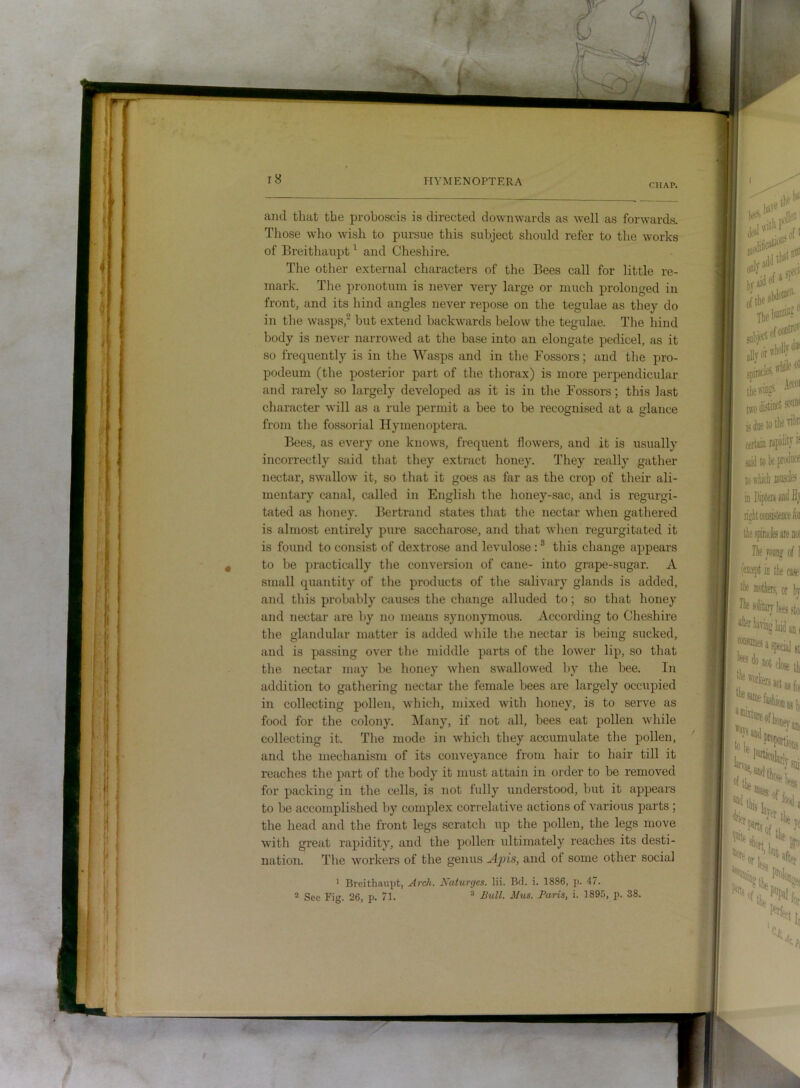 CHAP. and that the proboscis is directed downwards as well as forwards. Those who wish to pursue this subject should refer to the works of Breithaupt ^ and Cheshire. The other external characters of the Bees call for little re- mark. The pronotum is never very large or much prolonged in front, and its hind angles never repose on the tegulae as they do in the wasps,' but extend backwards below the tegulae. The hind body is never narrowed at the base into an elongate pedicel, as it so frequently is in the Wasps and in the Fossors; and the pro- podeum (the posterior part of the thorax) is more perpendicular and rarely so largely developed as it is in the Fossors; this last character will as a rule permit a bee to be recognised at a glance from the fossorial Hymenoptera. Bees, as every one knows, frequent flowers, and it is usually incorrectly said that they extract honey. They really gather nectar, swallow it, so that it goes as far as the crop of their ali- mentary canal, called in Englisli the honey-sac, and is regurgi- tated as honey. Bertrand states that the nectar when gathered is almost entirely pure saccharose, and that when regurgitated it is found to consist of dextrose and levulose : ® tliis change appears to be ])ractically tlie conversion of cane- into grape-sugar. A small quantity of the products of the salivary glands is added, and this probably causes the change alluded to; so that honey and nectar are by no means synonymous. According to Cheshire the glandular matter is added while the nectar is being sucked, and is passing over the middle parts of the lower lip, so that the nectar may be honey when swallowed by the bee. In addition to gathering nectar the female bees are largely occupied in collecting pollen, which, mixed with honey, is to serve as food for the colony. Many, if not all, bees eat pollen while collecting it. The mode in which they accumulate the pollen, and the mechanism of its conveyance from hair to hair till it reaches the part of tlie body it must attain in order to be removed for packing in the cells, is not fully understood, but it appears to be accomplished by complex correlative actions of various parts; the head and the front legs scratch up the pollen, the legs move with great rapidity, and the pollen idtimately reaches its desti- nation. The workers of the genus Apis, and of some other social ' Breithaupt, Arch. Katurgcs. Hi. Bd. i. 1886, p. 47. 2 See Fig. 26, p. 71. ® Mus. Paris, i. 1895, p. 38.