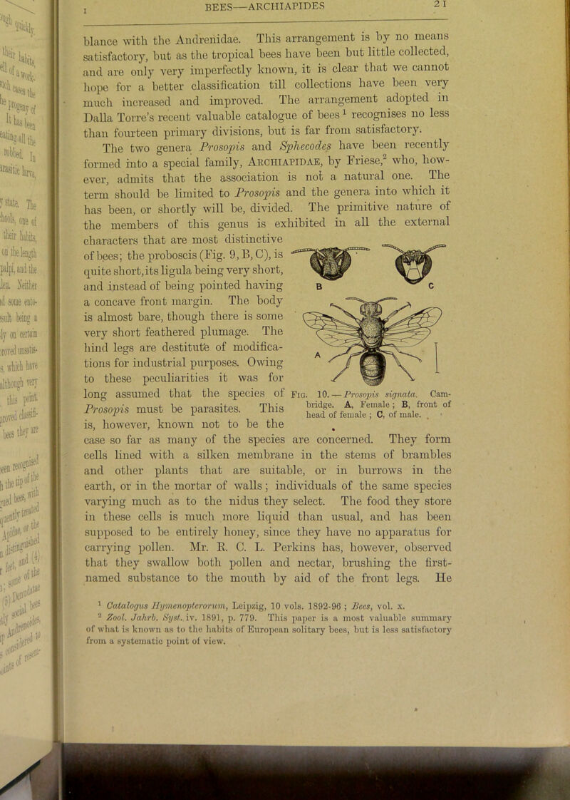 BEES—ARCniAPIDES blance with the Andrenidae. This arrangement is by no means satisfactory, but as the tropical bees have been but little collected, and are only very imperfectly known, it is clear that we cannot hope for a better classification till collections have been very much increased and improved. The arrangement adopted in Dalla Torre’s recent valuable catalogue of bees ^ recognises no less than fourteen primary divisions, but is far from satisfactory; The two genera Prosopis and Sphecodes have been recently formed into a special family, Archiapidae, by Friese,^ who, how- ever, admits that the association is not a natural one. The term should be limited to Prosopis and the genera into which it has been, or shortly will be, divided. The primitive nature of the members of this genus is exhibited in all the external characters that are most distinctive of bees; the proboscis (Fig. 9,B,C), is quite short, its ligula being very short, and instead of being pointed having a concave front margin. The body is almost bare, though there is some very short feathered plumage. The hind legs are destitut'e of modifica- tions for industrial purposes. Owing to these peculiarities it was for long assumed that the species ot Fig. —Prosopis signata. Cam- Prosopis must be parasites. This is, however, known not to be the case so far as many of the species are concerned. They form cells lined with a silken membrane in the stems of brambles and other plants that are suitable, or in burrows in the earth, or in the mortar of walls; individuals of the same species varying much as to the nidus tliey select. The food they store in these cells is much more liquid than usual, and has been supposed to be entirely honey, since they have no apparatus for carrying pollen. Mr. E. C. L. Perkins has, however, observed that they swallow both pollen and nectar, brushing the first- named substance to the mouth by aid of the front legs. He ^ Catalogus llymenoplcrorum, Leipzig, 10 vols. 1892-96 ; Bees, vol. x. ® Zool. Jahrh. SysL.iv, 1891, p. 779. This paper is a most valuable summary of what is known as to the habits of European solitary bees, but is less satisfactory from a systematic point of view.