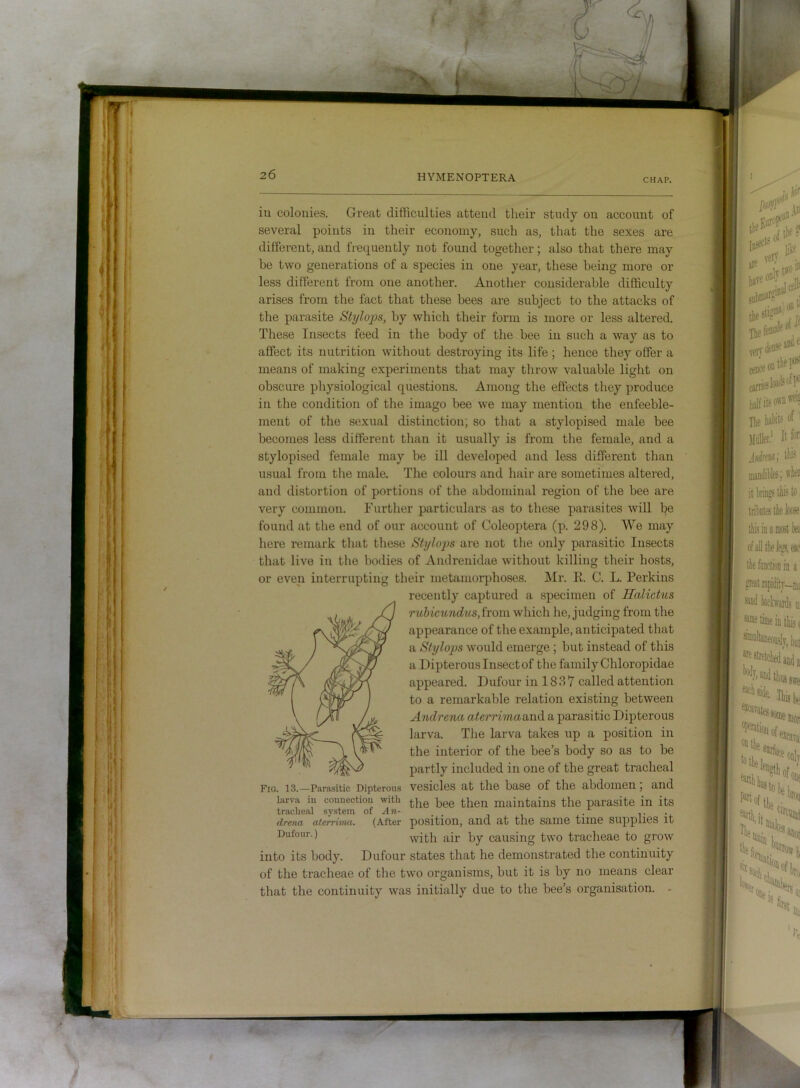 iu colonies. Great difficulties attend their study on account of several points in their economy, such as, that the sexes are different, and frequently not found together; also that there may be two generations of a species in one year, these being more or less different from one another. Another considerable difficulty arises from the fact that these bees are subject to the attacks of the parasite Stylops, by which their form is more or less altered. These Insects feed in the body of the bee iu such a way as to affect its nutrition without destroying its life ; hence they offer a means of making experiments that may throw valuable light on obscure physiological questions. Among the effects they produce in the condition of the imago bee we may mention the enfeeble- ment of the sexual distinction, so that a stylopised male bee becomes less different than it usually is from the female, and a stylopised female may be ill developed and less different than usual from the male. The colours and hair are sometimes altered, and distortion of portions of the abdominal region of the bee are very common. Further particulars as to these parasites will be found at the end of our account of Coleoptera (p. 298). We may here remark that these Stylops are not the only parasitic Insects that live in the bodies of Andrenidae without killing their hosts, or even interrupting their metamorphoses. Mr. K. C. L. Perkins Fig. 13.—Parasitic Dipterous vesicles at the base of the abdomen, and larva m connection with pgg maintains the parasite in its tracheal system oi An- , . . t • i. drena aterrima, (After position, cinu at tllB saillB tiino SUppilGS it into its body. Dufour states that he demonstrated the continuity of the ti’acheae of the two organisms, but it is by no means clear that the continuity was initially due to the bee’s organisation. - recently captured a specimen of Halictus ruhicundus, ivom. which he, judging from the appearance of the example, anticipated that a Stylops would emerge ; but instead of this a Dipterous Insect of the family Chloropidae appeared. Dufour in 18 3 7 called attention to a remarkable relation existing between Andrena aterriinaoxidL a parasitic Dipterous larva. The larva takes up a position in the interior of the bee’s body so as to be partly included in one of the great tracheal Dufour.) with air by causing two tracheae to grow