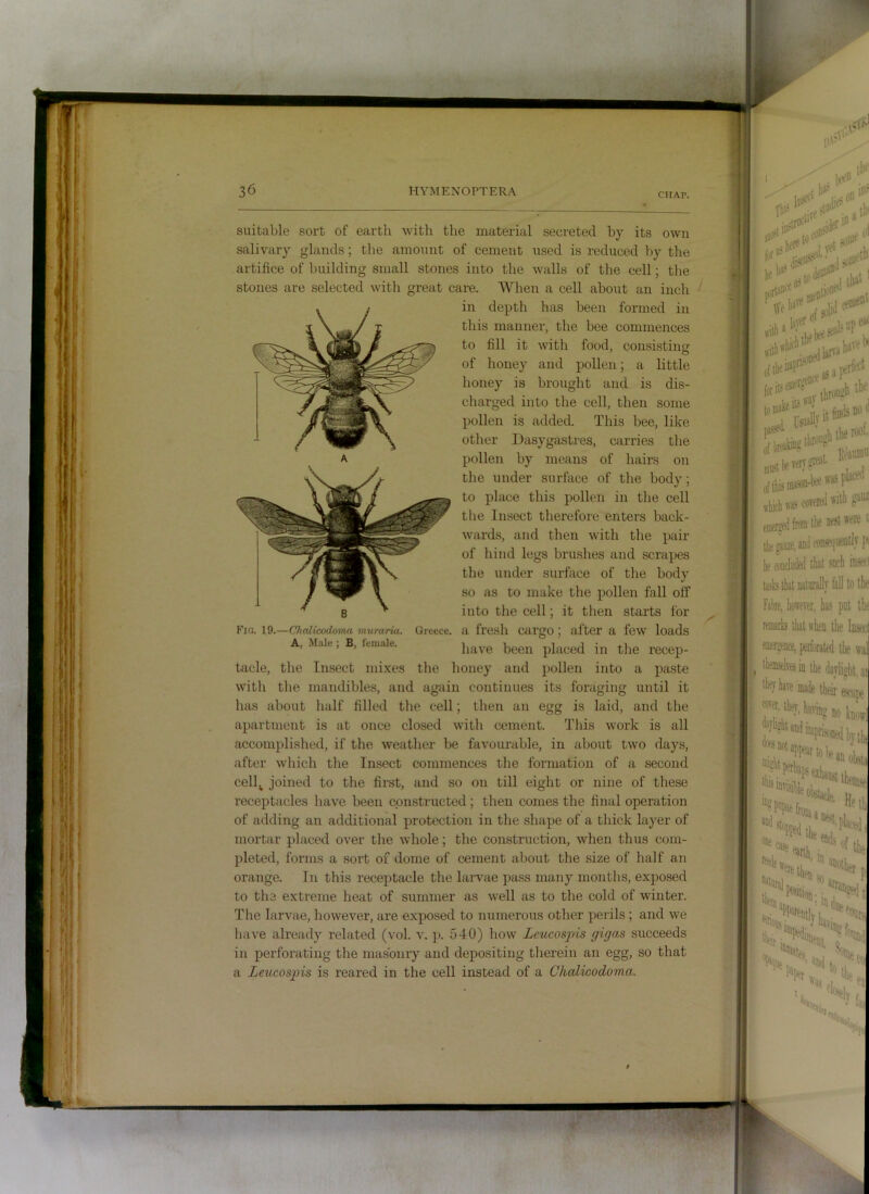 CHAP. suitable sort of earth with the material secreted by its own salivary glands; the amount of cement used is reduced by the artifice of building small stones into the walls of the cell; the stones are selected with great care. When a cell about an inch in depth has been formed in this manner, the bee commences to fill it with food, consistiiifr of honey and pollen; a little honey is brought and is dis- charged into the cell, then some pollen is added. This bee, like other Dasygastres, airries the A pollen by means of hairs on the under surface of the body; to place this pollen in the cell the Insect therefore enters back- ward.s, and then with the pair of hind legs brushes and scrapes the under surface of the body so as to make tlie pollen fall off into the cell; it then starts for Fio. \Q.—Chalicodoma murariu. Greece, a fresll Cai’gO ; after a feW loads A, Male, B, female. have been placed in the recep- tacle, the Insect ini.xes the honey and pollen into a paste with the mandibles, and again continues its foraging until it has about half filled the cell; then an egg is laid, and the apartment is at once closed with cement. This work is all accomplished, if the weather be favourable, in about two days, after which the Insect commences the formation of a second cell,^ joined to the first, and so on till eight or nine of these receptacles have been constructed ; then comes the final operation of adding an additional protection in the shape of a thick layer of mortar placed over the whole; the construction, when thus com- pleted, forms a sort of dome of cement about the size of half an orange. In this receptacle the laiwae pass many months, exposed to the extreme heat of summer as well as to the cold of winter. The larvae, however, are exposed to numerous other perils; and we have already related (vol. v. p. 540) how Leucos]ns gigas succeeds in perforating the masonry and depositing therein an egg, so that a Leucospis is reared in the cell instead of a Chalicodoma.