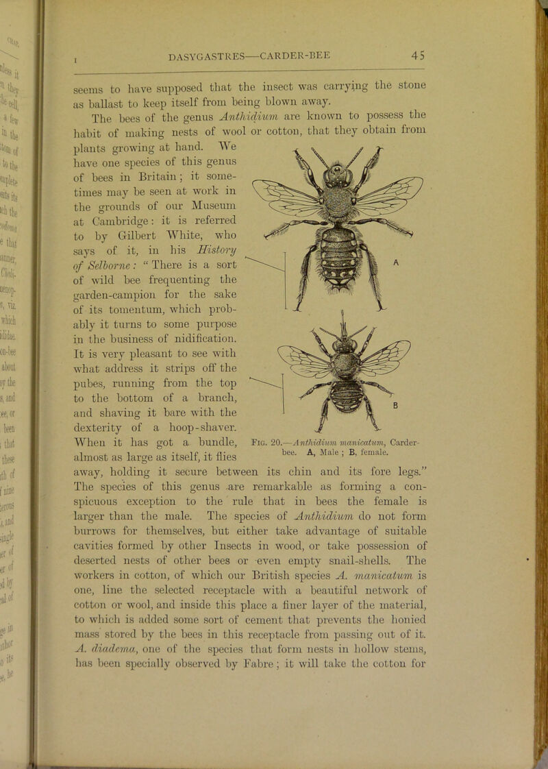 [ seems to have supposed that the insect was carrying the stone as ballast to keep itself from being blown away. The bees of the genus Anthidutm are known to possess the habit of making nests of wool or cotton, that they obtain from plants growing at hand. We have one species of this genus of bees in Britain ; it some- times may be seen at work in the grounds of our Museum at Cambridge: it is referred to by Gilbert White, who says of it, in his History of Selborne : “ There is a sort of wild bee frequenting the garden-campion for the sake of its tomentum, which prob- ably it turns to some purpose in the business of nidification. It is very pleasant to see with what address it strips off the pubes, running from the top to the bottom of a branch, and shaving it bare with the dexterity of a hoop-shaver. When it has got a bundle, almost as large as itself, it flies away, holding it secure between its chin and its fore legs.” The species of this genus are remarkable as forming a con- spicuous exception to the rule that in bees the female is larger than the male. The species of Antliidium do not form burrows for themselves, but either take advantage of suitable cavities formed by other Insects in wood, or take possession of deserted nests of other bees or even empty snail-shells. The workers in cotton, of which our British species A. manicatum is one, line the selected receptacle with a beautiful network of cotton or wool, and inside this place a fluer layer of the material, to which is added some sort of cement tliat prevents the honied ma.ss stored by tlie bees in this receptacle from passing out of it. A. ddadema, one of the species that form nests in hollow stems, has been specially observed by Fabre; it will take the cotton for Fig. 20.-—Antliidium manicatum, Carder- bee. A, Male ; B, female.