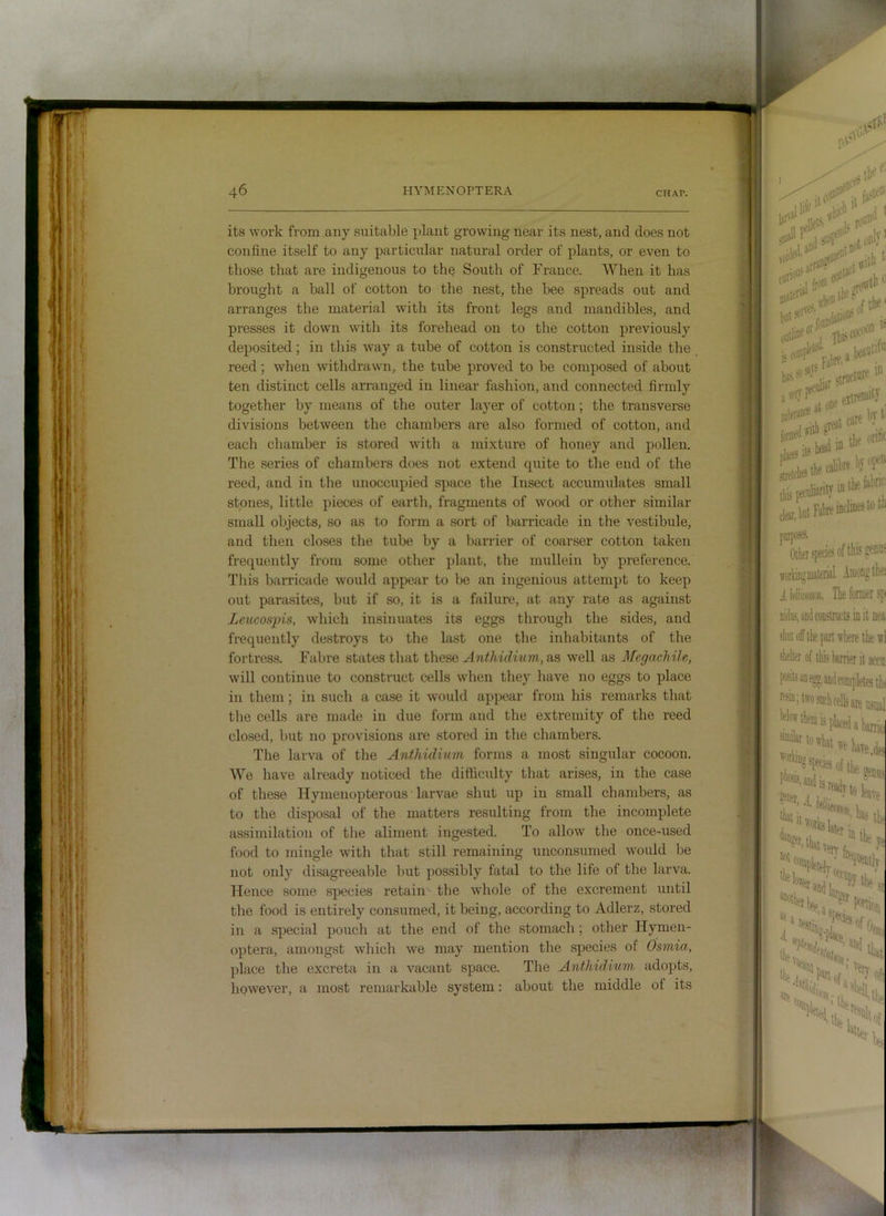 its work from any suitable plant growing near its nest, and does not confine itself to any particular natural order of plants, or even to those that are indigenous to the South of France. When it has brought a ball of cotton to the nest, the bee spreads out and arranges the material with its front legs and mandibles, and presses it down with its forehead on to the cotton previously deposited; in this way a tube of cotton is constructed inside the reed; when withdrawn, the tube proved to be composed of about ten distinct cells arranged in linear fashion, and connected firmly together by means of the outer layer of cotton; the transverse divisions between the chambers are also formed of cotton, and each chamber is stored with a mixture of honey and pollen. The series of chambers does not extend quite to the end of the reed, and in the unoccupied space the Insect accumulates small stones, little pieces of earth, fragments of wood or other similar small objects, so as to form a sort of barricade in the vestibule, and then closes the tube by a barrier of coarser cotton taken frequently from some other plant, the mullein by preference. This barriaide would appear to be an ingenious attempt to keep out parasites, but if so, it is a failure, at any rate as against Leucospis, which insinuates its eggs through the sides, and frequently destroys to the last one the inhabitants of the fortress. Fabre states that these Anthidimn, as well as Mcgachile, will continue to construct cells when they have no eggs to place in them; in such a case it would appear from his remarks that the cells are made in due form and the extremity of the reed closed, but no provisions are stored in the chambers. The larva of the Anthidinm forms a most singular cocoon. We have already noticed the difficulty that arises, in the case of these Hymenopterous larvae shut up in small chambers, as to the disposal of the matters resulting from the incomplete assimilation of the aliment ingested. To allow the once-used food to mingle with that still remaining unconsumed would be not only disagreeable but possibly fatal to the life of the larva. Hence some species retain - the whole of the excrement until the food is entirely consumed, it being, according to Adlerz, stored in a special pouch at the end of the stomach ; other Hymen- optera, amongst which we may mention the species of Osmia, place the excreta in a vacant space. The Anthidium adopts, however, a most remarkable system: about the middle of its