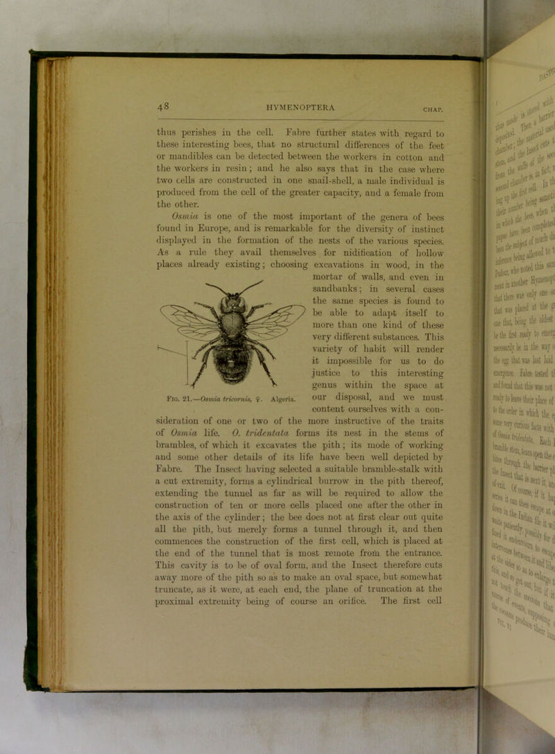 CHAP. thus perishes iu the cell. Fabre further states with regard to these interesting bees, tliat no structural differences of the feet or mandibles can be detected between the woi'kers in cotton and the workers in resin; and he also says that in the case where two cells are constructed in one snail-shell, a male individual is produced from the cell of the greater capacity, and a female from the other. Osmia is one of the most important of the genera of bees found in Europe, and is remarkable for the diversity of instinct displayed iu the formation of the nests of the various species. As a rule they avail themselves for nidification of hollow places already existing; choosing excavations in wood, in the mortar of walls, and even in sandbanks; in several cases the same species is found to be able to adapt itself to more than one kind of these very different substances. This variety of habit will render it impossible for us to do justice to this interesting genus within the space at our disposal, and we must content ourselves with a con- sideration of one or two of the more instructive of the traits brambles, of which it excavates the pith; its mode of working and some other details of its life have been well depicted by Fabre. The Insect having selected a suitable bramble-stalk with a cut extremity, forms a cylindrical burrow in the pith thereof, extending the tunnel as far as will be required to allow the construction of ten or more cells placed one after the other in the axis of the cylinder; the bee does not at first clear out quite all the pith, but merely forms a tunnel through it, and then commences the construction of the first ceU, which is placed at the end of the tunnel that is most remote from the entrance. This cavity is to be of oval form, and the Insect therefore cuts away more of the pith so as to make an oval space, but somewhat truncate, as it were, at each end, the plane of truncation at the proximal extremity being of course an orifice. The first ceU Flo. 21.—Osmia tricomis, 9- Algeria.