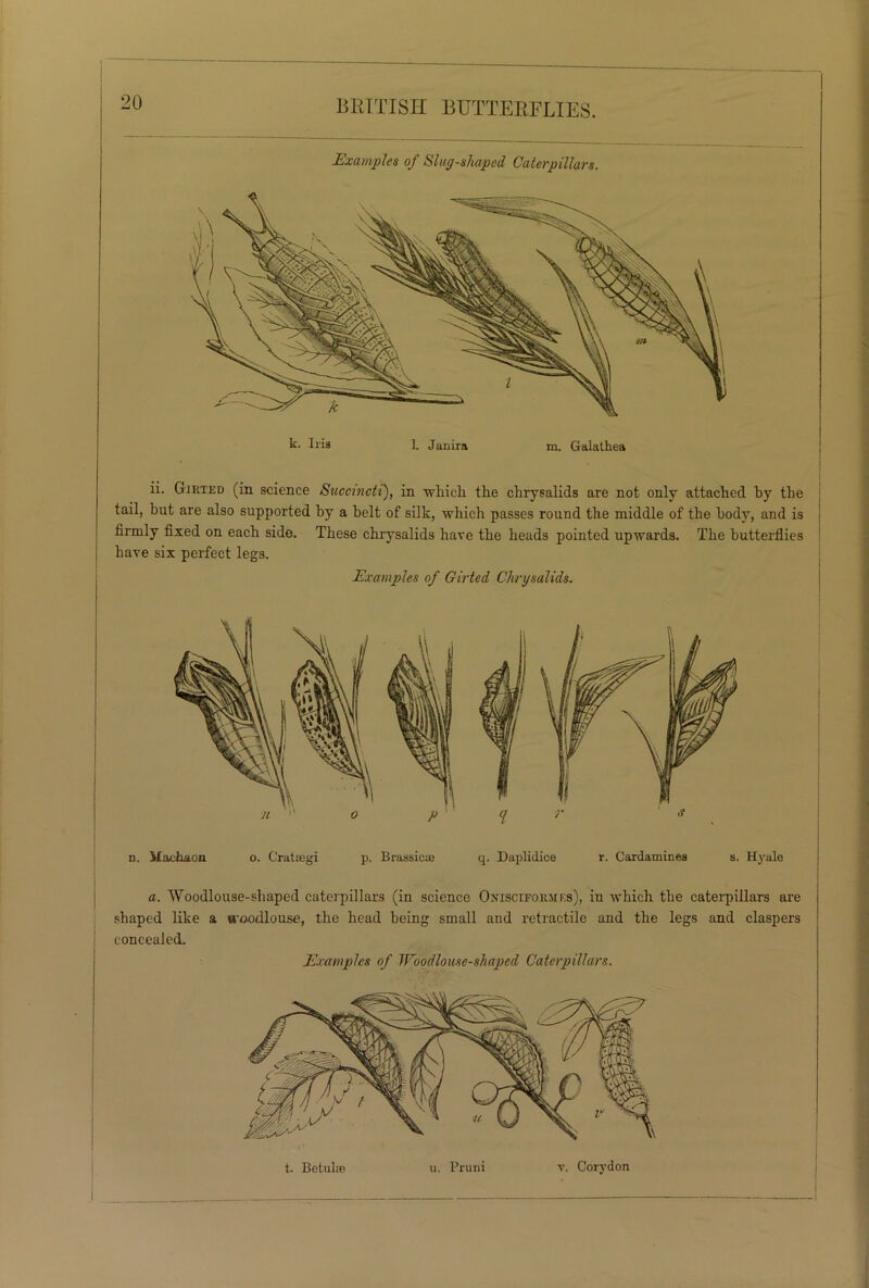 Examples of Slag-shaped Caterpillars. fc- Iris 1. Janira m. Galathea ii. Girted (in science Succincti), in -which the chrysalids are not only attached by the tail, but are also supported by a belt of silk, which passes round the middle of the body, and is firmly fixed on each side. These chrysalids have the heads pointed upwards. The butterflies have six perfect legs. Examples of Girted Chrysalids. n. M&chaon o. Crataigi p. Brassicaj q. Daplidice r. Cardamines s. Hyale a. Woodlouse-shaped caterpillars (in science Oxiscifoemks), in which the caterpillars are shaped like a noodlouse, the head being small and retractile and the legs and claspers concealed. Examples of Woodlouse-shaped Caterpillars. t. Betul® u. Pruni v. Corydon