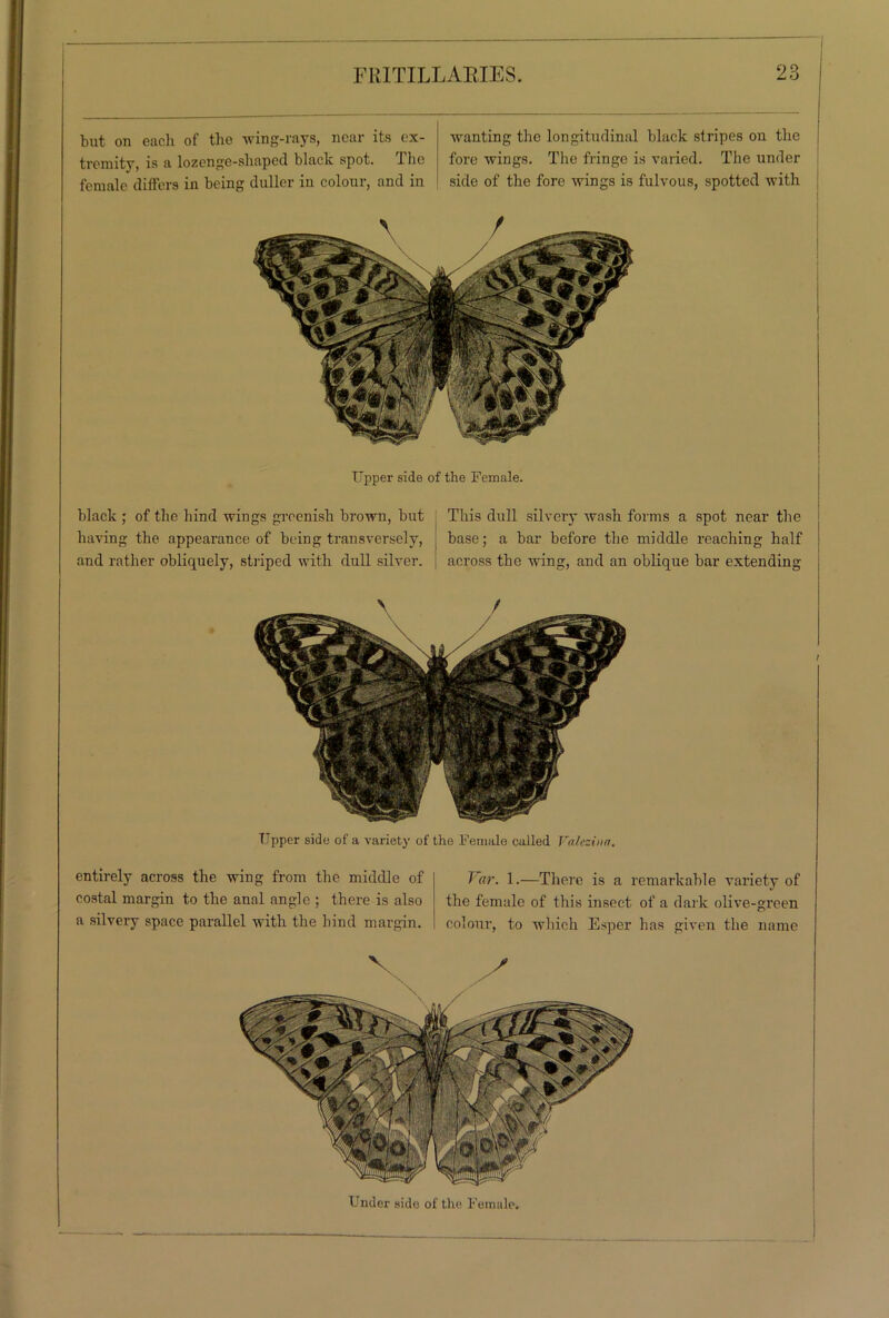 but on each of the wing-rays, near its ex- tremity, is a lozenge-shaped black spot. The female differs in being duller iu colour, and in wanting the longitudinal black stripes on the fore wings. The fringe is varied. The under side of the fore wings is fulvous, spotted with Upper side of the Female. black ; of the hind wings greenish brown, but having the appearance of being transversely, and rather obliquely, striped with dull silver. This dull silvery wash forms a spot near the base; a bar before the middle reaching half across the wing, and an oblique bar extending Upper side of a variety of the Female called Valeziun. entirely across the wing from the middle of costal margin to the anal angle ; there is also a silvery space parallel with the hind margin. Var. 1.—There is a remarkable variety of the female of this insect of a dark olive-green colour, to which Esper has given the name Under side of the Female.