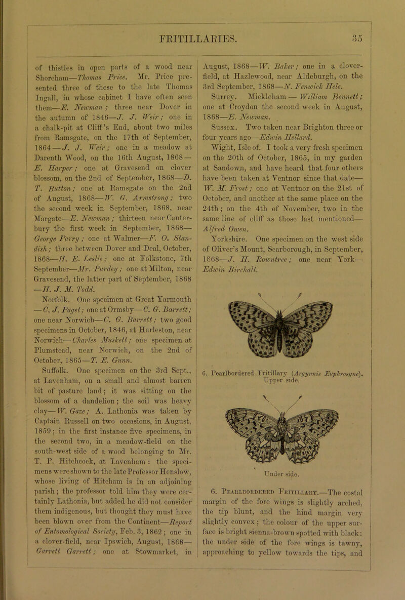 O K of thistles in open parts of a wood near Shorcham—Thomas Price. Mr. Price pre- sented three of these to the late Thomas Insrall, in whose cabinet I have often seen them—E. Newman ; three near Dover in the autumn of 184G—J. J. TPeir; one in a chalk-pit at Cliff’s End, about two miles from Ramsgate, on the 17th of September, 1864 — J. J. Weir; one in a meadow at Darenth Wood, on the 16th August, 1868 — E. Harper; one at Gravesend on clover blossom, on the 2nd of September, 1868—D. T. Button; one at Ramsgate on the 2nd of August, 1868—W. G. Armstrong; two the second week in September, 1868, near Margate—E. Newman ; thirteen near Canter- bury the first week in September, 1868— George Parry; one at Walmer—E. 0. Stan- disli; three between Dover and Deal, October, 1868—II. E. Leslie; one at Eolkstone, 7th September—Mr. Purdey; one at Milton, near Gravesend, the latter part of September, 1868 —LI. J. M. Todd. Norfolk. One specimen at Great Yarmouth — C. J. Paget; oneatOrmsby—C. G. Barrett; one near Norwich—C. G. Barrett; two good specimens in October, 1846, at Harleston, near Norwich—Charles Muskett; one specimen at Plumstead, near Norwich, on the 2nd of October, 1865—T. E. Gunn. Suffolk. One specimen on the 3rd Sept., at Lavenham, on a small and almost barren bit of pasture land; it was sitting on the blossom of a dandelion ; the soil was heavy clay—W. Gaze; A. Lathonia was taken by Captain Russell on two occasions, in August, 1859; in the first instance five specimens, in the second two, in a meadow-field on the south-west side of a wood belonging to Mr. T. P. Hitchcock, at Lavenham : the speci- mens were shown to the late Professor Henslow, whose living of Hitcham is in an adjoining- parish ; the professor told him they were cer- tainly Lathonia, but added he did not consider them indigenous, but thought they must have been blown over from the Continent—Report of Entomological Society, Eeb. 3, 1862 ; one in a clover-field, near Ipswich, August, 1868 — Garrett Garrett; one at Stowmarket, in August, 1868—W. Baker; one in a clover- field, at Hazlewood, near Aldeburgh, on the 3rd September, 1868—N. Fenwick IJele. Surrey. Mickleham — William Bennett; one at Croydon the second week in August, 1868—E. Newman. Sussex. Two taken near Brighton three or four years ago—Edwin Hellard. Wight, Isle of. I took a very fresh specimen on the 20th of October, 1865, in my garden at Sandown, and have heard that four others have been taken at Ventnor since that date— W. M. Frost; one at Ventnor on the 21st of October, and another at the same place on the 24th; on the 4th of November, two in the same line of cliff as those last mentioned— Alfred Owen. Yorkshire. One specimen on the west side of Oliver’s Mount, Scarborough, in September, 1868—J. II. Rowntree; one near York— Edwin Jiirehall. / 6. Pearlbordered Fritillary (Argynnis Euphrosyne). Upper side. V / Under side. 6. Peaklisordkiikd Eritit.lauy.—The costal margin of the fore wings is slightly arched, the tip blunt, and the hind margin very slightly convex; the colour of the upper sur- face is bright sienna-brown spotted with black: the under side of the fore wings is tawny, approaching to yellow towards the tips, and