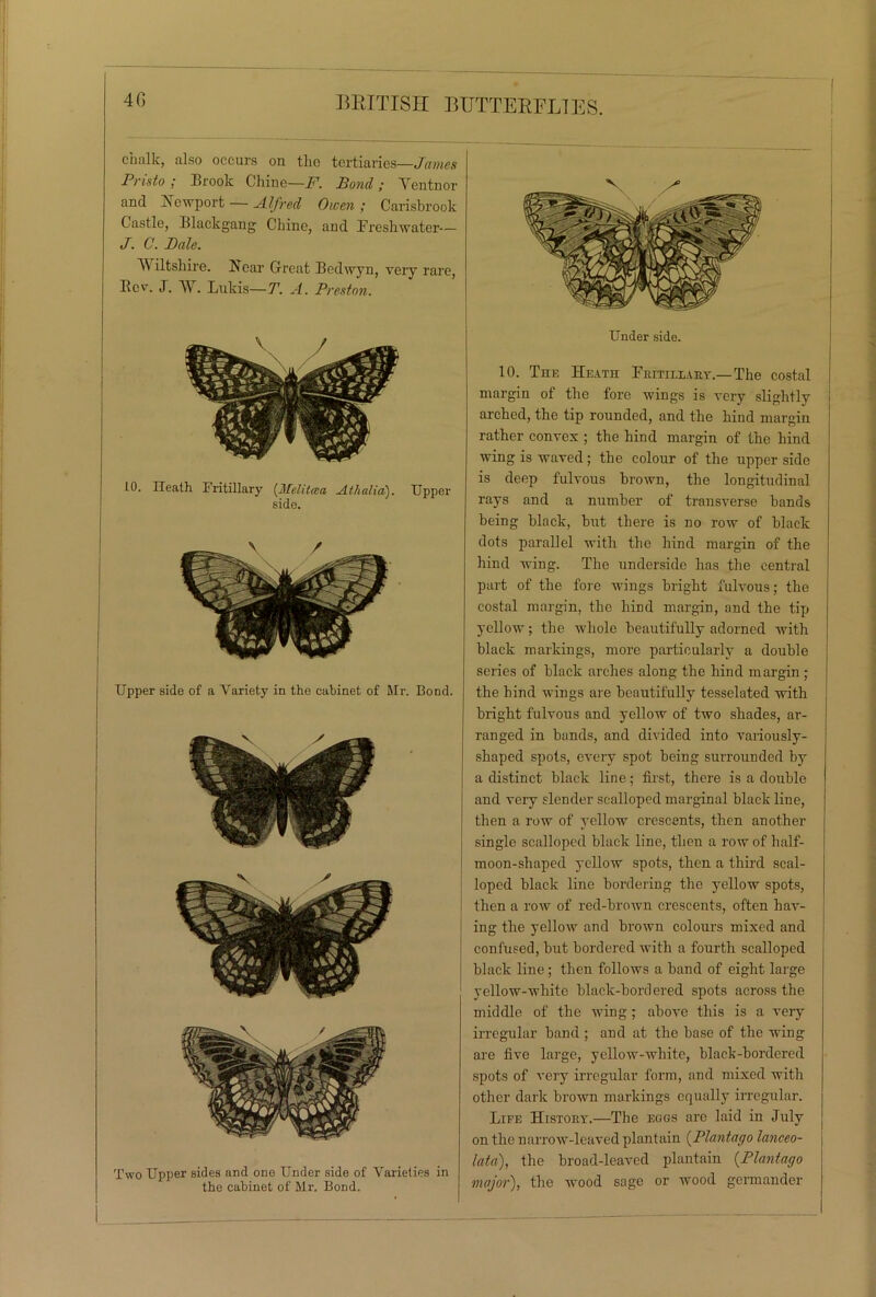 40 chalk, also occurs on the tertiaries—James Pnsto ; Brook Chine—F. Bond ; Vent nor and Newport — Alfred Owen ; Carishrook Castle, Blackgang Chine, and Freshwater— J. C. Bale. Wiltshire. Near Great Bedwyn, very rare, Rev. J. W. Lukis—T. A. Preston. L0. Heath Fritillary (Melitcea -Alitalia). Upper side. Upper side of a Variety in the cabinet of Mr. Bond. Two Upper sides and one Under side of Varieties in the cabinet of Mr. Bond. Under side. 10. The Heath Fritillary.— The costal margin of the fore wings is very slightly arched, the tip rounded, and the hind margin rather convex ; the hind margin of the hind wing is waved; the colour of the upper side is deep fulvous brown, the longitudinal rays and a number of transverse bands being black, but there is no row of black dots parallel with the hind margin of the hind wing. The underside has the central part of the fore wings bright fulvous; the costal margin, the hind margin, and the tip yellow; the whole beautifully adorned Avith black markings, more particularly a double series of black arches along the hind margin ; the hind wings are beautifully tesselated with bright fulvous and yellow of two shades, ar- ranged in bands, and divided into ATariously- shaped spots, every spot being surrounded by a distinct black line; first, there is a double and very slender scalloped marginal black line, then a toav of yellow crescents, then another single scalloped black line, then a row of half- moon-shaped yellow spots, then a third scal- loped black line bordering the yellow spots, then a row of red-brown crescents, often hav- ing the yelloAV and brown colours mixed and confused, but bordered Avith a fourth scalloped black line; then follows a band of eight large yellow-white black-bordered spots across the middle of the wing; above this is a very irregular band ; and at the base of the wing are five large, yellow-white, black-bordered spots of very irregular form, and mixed with other dark brown markings equally irregular. Life History.—The eggs arc laid in July on the narrow-leaved plantain (Plantago lanceo- late), the broad-leaved plantain (Plantago major), the wood sage or Avood germander