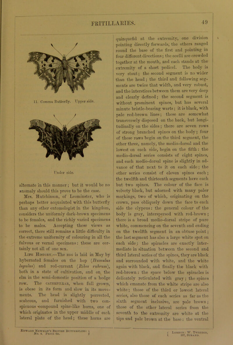 \ / 11. Comma Butterfly. Tipper side. Under side. alternate in this manner ; but it would be no anomaly should this prove to be the case. Mrs. Hutchinson, of Leominster, who is perhaps better acquainted with this butterfly than any other entomologist in the kingdom, considers the uniformly dark-brown specimens to be females, and the richly varied specimens to be males. Accepting these views as correct, there still remains a little difficulty in the extreme uniformity of colouring in all the fulvous or vernal specimens: these are cer- tainly not all of one sex. Life History.—The egg is laid in May by hybernated females on the hop [llum,ulus lupulus) and red-currant (Riles rubrum), both in a state of cultivation, and on the elm in the semi-domestic position of a hedge row. The caterpiuar, when full grown, is obese in its form and slow in its move- ments. The head is slightly porrccted, scabrous, and furnished with two con- spicuous 'compound spinc-like horns, one of which originates in the upper middle of each, lateral plate of the head; these horns are quinquefid at the extremity, one division pointing directly forwards, the others ranged round the base of the first and pointing in four different directions; the ocelli arc crowded together at the mouth, and each stands at the extremity of a short pedicel. The body is very stout; the second segment is no wider than the head ; the third and following seg- ments are twice that width, and very robust, and the interstices between them are very deep and clearly defined; the second segment is without prominent spines, but has several minute bristle-bearing warts ; it is black, with pale red-brown lines; these are somewhat transversely disposed on the back, hut longi- tudinally on the sides; there are seven rows of strong branched spines on the body; four of these rows begin on the third segment, the other three, namely, the medio-dorsal and the lowest on each side, begin on the fifth: the medio-dorsal series consists of eight spines, and each medio-dorsal spine is slightly in ad- vance of that next to it on each side; the other series consist of eleven spines each; the twelfth and thirteenth segments have each hut two spines. The colour of the face is velvety black, but adorned with many paler markings, two of which, originating on the crown, pass obliquely down the face to each side the clypeus: the general colour of the body is gray, interspersed with red-brown ; there is a broad medio-dorsal stripe of pure white, commencing on the seventh and ending on the twelfth segment in an obtuse point; the last segment has also a large white spot on each side : the spiracles are exactly inter- mediate in situation between the second and third lateral series of the spines, they are black and surrounded with white, and the white again with black, and finally the black with red-hrown: the space below the spiracles is delicately reticulated with gray ; the spines which emanate from the white stripe are also white; those of the third or lowest lateral series, also those of each series as far as the sixth segment inclusive, are pale brown; those of the other lateral scries from the seventh to the extremity are white at the tips and pale brown at the base : the ventral Edward Newman’s British Butterflies: No. 4. Prick (Jd. I London : W. Twkedik, t 887, Strand.