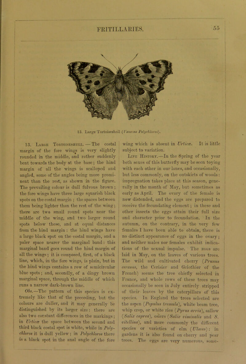 13. Lar<m Tortoiseshell {I'anessa Poh/cklorox). 13. Large Tortoiseshell. — The costal margin of the fore wingjs is very slightly rounded in the middle, and rather suddenly bent towards the body at the base; the hind margin of all the wings is scalloped and angled, some of the angles being more promi- nent than the rest, as shown in the figure. The prevailing colour is dull fulvous brown ; the fore wings have three large squarish black spots on the costal margin ; the spaces between them being lighter than the rest of the wing; there are two small round spots near the middle of the wing, and two larger round spots below these, and at equal distances from the hind margin : the hind wings have a large black spot on the costal margin, and a paler space nearer the marginal band: this marginal band goes round the hind margin of all the wings; it is composed, first, of a black line, which, in the fore wings, is plain, but in the hind wings contains a row of semicircular blue spots; and, secondly, of a dingy brown marginal space, through the middle of which runs a narrow dark-brown line. Obs.—The pattern of this species is ex- tremely like that of the preceding, but the | colours are duller, and it may generally be distinguished by its larger size: there arc also two constant differences in the markings ; in Urticoe the space between the second and third black costal spot is white, while in Poly- cfiloros it is dull yellow; in Polychloros there is a black spot in the anal angle of the fore wing which is absent in Urticoe. It is little subject to variation. Life Historv.—In the Spring of the year both sexes of this butterfly may be seen toying with each other in our lanes, and occasionally, but less commonly, on the outskirts of woods: impregnation takes place at this season, gene- | rally in the month of May, but sometimes as early as April. The ovary of the female is now distended, and the eggs are prepared to receive the fecundating element; in these and other insects the eggs attain their full size and character prior to fecundation. In the autumn, on the contrary, in the very few females I have been able to obtain, there is no distinct appearance of eggs in the ovary; and neither males nor females exhibit indica- tions of the sexual impulse. The eggs are laid in May, on the leaves of various trees. The wild and cultivated cherry {Primus cerasus, the Cerisier and Griothier of the Trench) seems the tree chiefly selected in Trance, and whole rows of these trees may occasionally be seen in July entirely stripped of their leaves by the caterpillars of this species. In England the trees selected arc the aspen {Populus iIre mulct), white beam tree, whip crop, or white rice {Pyrus arria), sallow {Salix caprcn), osiers (Snlix viminalis and -S'. vitcllina'), and more commonly the different species or varieties of elm (Ul/ntis): in gardens it is also found on cherry and pear trees. The eggs are very numerous, some-