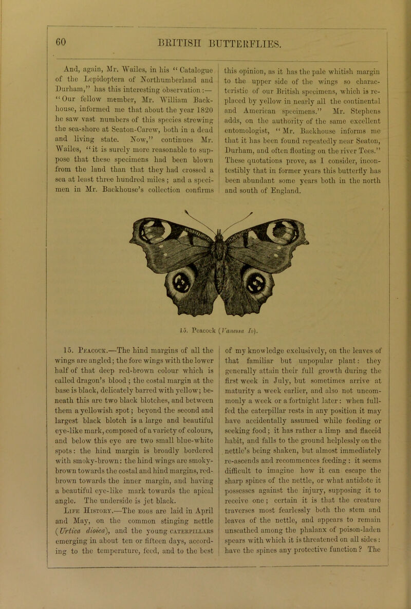 And, again, Mr. Wailes, in his “ Catalogue of the Lepidoptera of Northumberland and Durham,” has this interesting observation :— “ Our fellow member, Mr. William Back- house, informed me that about the year 1820 he saw vast numbers of this species strewing the sea-shore at Scaton-Carew, both iu a dead and living state. Now,” continues Mr. Wailes, “it is surely more reasonable to sup- pose that these specimens had been blown from the land than that they had crossed a sea at least three hundred miles ; and a speci- men in Mr. Backhouse’s collection confirms this opinion, as it has the pale whitish margin to the upper side of the wings so charac- teristic of our British specimens, which is re- placed by yellow in nearly all the continental and American specimens.” Mr. Stephens adds, on the authority of the same excellent entomologist, “ Mr. Backhouse informs me that it has been found repeatedly near Seaton, Durham, and often floating on the river Tees.” These quotations prove, as I consider, incon- testibly that in former years this butterfly has been abundant some years both in the north and south of England. 15. Peacock (Vaneisa Iu). 15. Peacock.—The hind margins of all the wings are angled; the fore wings with the lower half of that deep red-brown colour which is called dragon’s blood ; the costal margin at the base is black, delicately barred with yellow; be- neath this are two black blotches, and between them a yellowish spot; beyond the second and largest black blotch is a large and beautiful eye-like mark, composed of a variety of colours, and below this eye are two small blue-white spots: the hind margin is broadly bordered with smoky-brown: the hind wings are smoky- brown towards the costal and hind margins, red- brown towards the inner margin, and having a beautiful eye-like mark towards the apical angle. The underside is jet black. Life History.—The eggs are laid in April and May, on the common stinging nettle (Urtica dioica), and the young caterpillars emerging in about ten or fifteen days, accord- ing to the temperature, feed, and to the best of my knowledge exclusively, on the leaves of that familiar but unpopular plant: they generally attain their full growth during the first week in July, but sometimes arrive at maturity a week earlier, and also not uncom- monly a week or a fortnight later: when full- fed the caterpillar rests in any position it may have accidentally assumed while feeding or seeking food; it has rather a limp and flaccid habit, and falls to the ground helplessly on the nettle’s being shaken, but almost immediately re-ascends and recommences feeding : it seems difficult to imagine how it can escape the sharp spines of the nettle, or what antidote it possesses against the injury, supposing it to receive one; certain it is that the creature traverses most fearlessly both the stem and leaves of the nettle, and appears to remain unscathed among the phalanx of poison-laden spears with which it is threatened on all sides: have the spines any protective function ? The