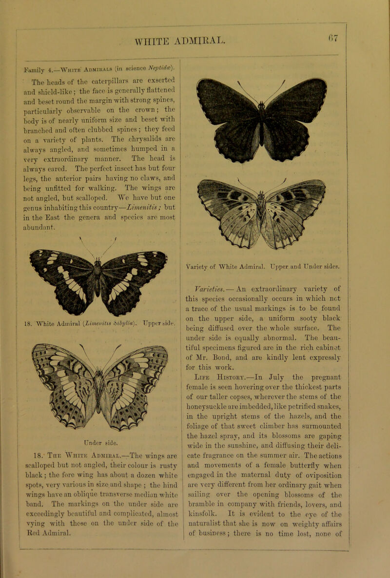 WHITE ADMIRAL. Family 4.—White' Admirals (in science Neptidcc). The heads of the caterpillars are exserted and shield-like; the face is generally flattened and beset round the margin with strong spines, particularly observable on the crown; the body is of nearly uniform size and beset with branched and often clubbed spines ; they feed on a variety of plants. The chrysalids are always angled, and sometimes humped in a very extraordinary manner. The head is always eared. The perfect insect has but four legs, the anterior pairs having no claws, and being unfitted for walking. The wings are not angled, but scalloped. We have but one genus inhabiting this country—Limenitis; but in the East the genera and species are most abundant. * ' • * 18. White Admiral {Limenitis Sibylla). Tipper side. Under side. 18. The White Admibal.—The wings are scalloped but not angled, their colour is rusty black; the fore wing has about a dozen white spots, very various in size and shape ; the hind wings have an oblique transverse median white band. The markings on the under side are exceedingly beautiful and complicated, almost vying with these on the under side of the Red Admiral. I Variety of White Admiral. Upper and Under sides. Varieties. — An extraordinary variety of this species occasionally occurs in which net a trace of the usual markings is to be found on the upper side, a uniform sooty black being diffused over the whole surface. The under side is equally abnormal. The beau- tiful specimens figured are in the rich cabinet of Mr. Bond, and are kindly lent expressly for this work. Life Histoky.—In July the pregnant female is seen hovering over the thickest parts of our taller copses, wherever the stems of the honeysuckle are imbedded, like petrified snakes, in the upright stems of the hazels, and the foliage of that sweet climber has surmounted the hazel spray, and its blossoms are gaping wide in the sunshine, and diffusing their deli- cate fragrance on the summer air. The actions and movements of a female butterfly when engaged in the maternal duty of oviposition are very different from her ordinary gait when sailing over the opening blossoms of the bramble in company with friends, lovers, and kinsfolk. It is evident to the eye of the naturalist that she is now on weighty affairs of business; there is no time lost, none of