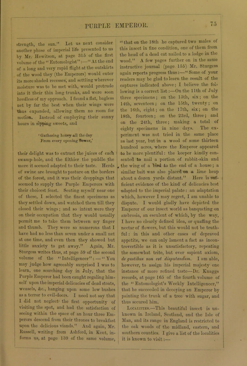 PURPLE EMPEROR strength, the sun.” Let us next consider another phase of imperial life presented to us by Mr. Hcwitson, at page 315 of the first volume of the “ Entomologist”:—“ At the end of a long and very rapid flight at the outskirts of the wood they (the Emperors) would enter its more shaded recesses, and settling wherever moisture was to he met with, would protrude into it their thin long trunks, and were soon heedless of my approach. I found a flat, bagless net by far the best when their wings were thus expanded, allowing them no room for motion. Instead of employing their sunny hours in sipping sweets, and ‘ Gathering honey all the day From every opening flower,’ their delight was to extract the juices of each swamp-liole, and the filthier the puddle the more it seemed adapted to their taste. Herds of swine are brought to pasture on the borders of the forest, and it was their droppings that seemed to supply the Purple Emperors with their choicest feast. Seating myself near one of these, I selected the finest specimens as they settled down, and watched them till they closed their wings; and so intent were they on their occupation that they would usually permit me to take them between my finger and thumb. They were so numerous that I have had no less than seven under a small net at one time, and even then they showed but little anxiety to get away.” Again, Mr. Sturgess writes thus, at page 59 of the second volume of the “Intelligencer”: — “ You may judge how agreeably surprised I was to learn, one scorching day in July, that the Purple Emperor had been caught regaling him- self upon the imperial delicacies of dead stoats, weasels, &c., hanging upon some low bushes as a terror to evil-doers. I need not say that I did not neglect- the first opportunity of visiting the spot, and had the satisfaction of seeing within the space of an hour three Em- perors descend from their thrones to breakfast upon the delicious viands.” And again, Mr. Russell, writing from Ashford, in Kent, in- forms us, at page 139 of the same volume, i 0 “that on the 18th ho captured two males ot this insect in fine condition, one of them lrom the head of a dead cat nailed to a lodge in the wood.” A few pages further on in the same instructive journal (page. 155) Mr. Sturgess again reports progress thus:—“ Some of your readers may be glad to learn the result of the captures indicated above; I believe the fol- lowing is a correct list:—On the 11th of July three specimens; on the 13th, six; on the 14tli, seventeen: on the 15th, twenty; on the 16th, eight; on the 17th, six; on the 18th, fourteen; on the 23rd, three; and on the 24th, three; making a total of eighty specimens in nine days. The ex- periment was not tried in the same place as last year, but in a wood of some thirteen hundred acres, where the Emperor appeared to be more plentiful: the keeper kindly con- sented to nail a portion of rabbit-skin and , the wing of a bird to the end of a house; a similar bait was also placed on a lime heap about a dozen yards distant.” Here is suf- ficient evidence of the kind of delicacies best adapted to the imperial palate : an adaptation which, however I may regret, I am unable to dispute. I would gladly have depicted the Emperor of our insect world as banqueting on ambrosia, an esculent of which, by the way, I have no clearly defined idea, or quaffing the nectar of flowers, but this would not be truth- ful : in this and other cases of depraved appetite, we can only lament a fact as incon- trovertible as it is unsatisfactory, repeating the somewhat trite, but ever sapient axiom, de gustibus non est disputandum. I am able, however, to assign his imperial majesty one instance of more refined taste—Dr. Knaggs records, at page 165 of the fourth volume of the “ Entomologist’s Weekly Intelligencer,” that he succeeded in decoying an Emperor by painting the trunk of a tree with sugar, and thus secured him. Localities.—This beautiful insect is un- known in Ireland, Scotland, and the Isle of Man, and its range in England is restricted to the oak woods of the midland, eastern, and j southern counties. I give a list of the localities | it is known to visit:—