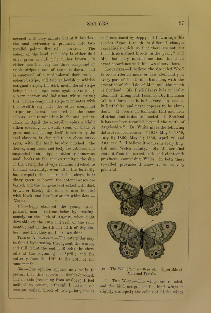 covered with very minute but stiff bristles; the anal extremity is produced into two parallel points directed backwards. The colour of the head and body is either dull olive green or dull pale umber brown ; in either case the body lias three compound or triple stripes; one of these is dorsal, and is composed of a medio-dorsal dark smoke- coloured stripe, and two yellowish or whitish marginal stripes, the dark medio-dorsal stripe being in some specimens again divided by a very narrow and indistinct white stripe ; this median compound stripe terminates with the twelfth segment; the other compound stripes are lateral, composed of the same colours, and terminating in the anal points. Early in April the caterpillar spins a slight silken covering on a stalk, stem, or blade of grass, and, suspending itself therefrom by the anal claspers, is changed to an obese chry- salis, with the head broadly notched; the thorax, wing-cases, and body are gibbose, and suspended in an oblique position by numerous small hooks at the anal extremity : the skin of the caterpillar always remains attached to the anal extremity, even after the butterfly has escaped: the colour of the chrysalis is dingy green or brown, the antenna-cases are barred, and the wing-cases streaked with dark brown or black; the back is also freckled with black, and has four or six white dots.— Neioman. Obs.—Sepp observed the young cater- pillars to moult five times before hybernating, namely, on the 11th of August, when eight days old; on the 18th and 27th of the same month; and on the 4th and 15th of Septem- ber ; and that they ate their own skins. Time of Appearance.—The caterpillar may be found hybernating throughout the winter, and full fed at the end of March; the chry- salis at the beginning of April ; and the butterfly from the 10th to the 20th of the same month. Obs.—The opinion appears universally to prevail that this species is double-brooded, and in this (reasoning from analogy) I feel inclined to concur, although I have never seen an acstival brood of caterpillars, nor is such mentioned by Sepp ; but Lewin says this species “ goes through its different changes exceedingly quick, so that there are not less than three distinct broods in the year; ” and Mr. Doubleday informs me that this is in exact accordance with his own observations. Localities.—I believe the Speckled Wood to be distributed more or less abundantly in every part of the United Kingdom, with the exception of the Isle of Man and the north of Scotland. Mr. Birchall says it is generally abundant throughout Ireland; Dr. Buchanan White informs us it is “ a very local species in Perthshire, and never appears to be abun- dant. It occurs on Kinnoull Hill and near Muirhall, and is double-brooded. In Scotland it has not been recorded beyond the north of Argyleshire.” Dr. White gives the following dates of its occurrence:—“1858, May 6 ; 1859, July 8 ; 1860, May 1 ; 1869, April 26 and August 8.” I believe it occurs in every Eng- lish and Welsh county. Mr. Jenner-Eust omits it from his seventeenth and eighteenth provinces, comprising Wales : in both these so-called provinces I know it to be very plentiful. / 24.—The Wall (Pi/rnrga Meqcerd). Upper side of Male and Female. 24. The Wall.—The wings are rounded, and the hind margin of the hind wings is slightly scalloped; the colour of all the wings