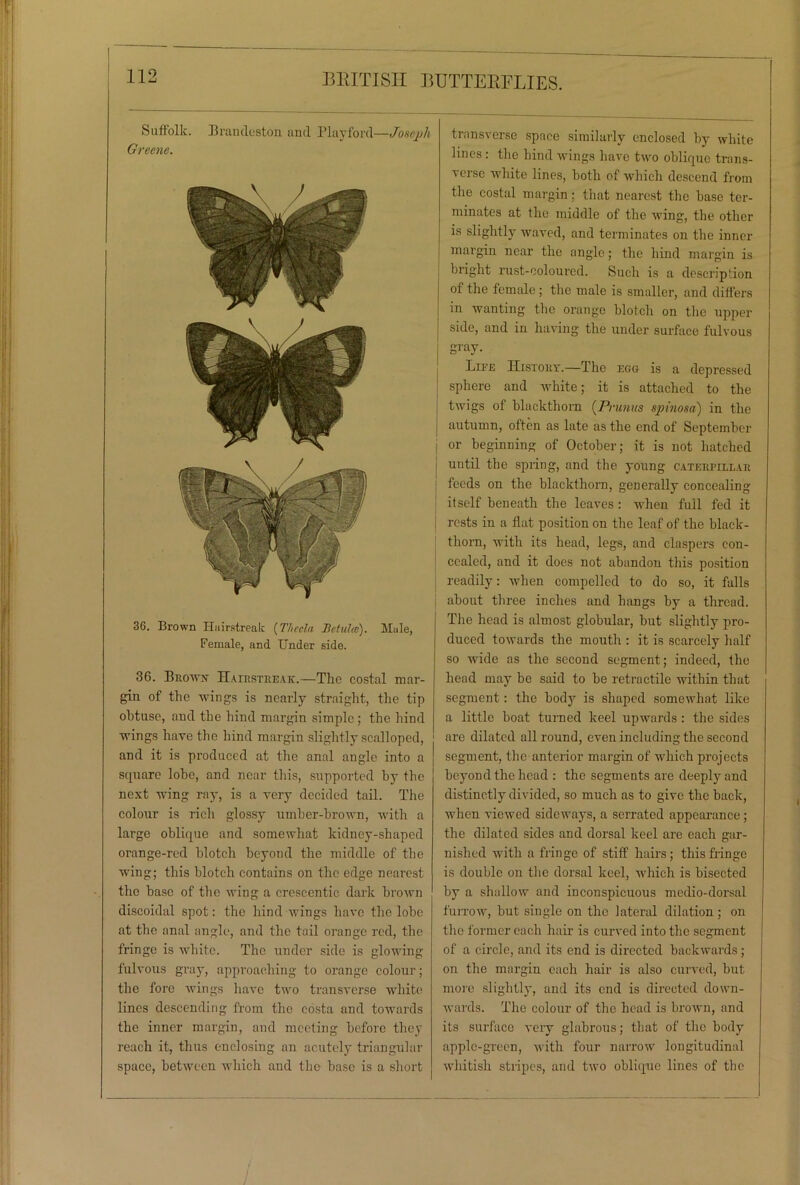 Suffolk. Brandeston and Playford—Joseph Greene. 36. Brown Hairatreab (Thecla Betulce). Male, Female, and Under side. 36. Browx Hairstreak.—The costal mar- gin of the wings is neai’ly straight, the tip obtuse, aud the hind margin simple; the hind wings have the hind margin slightly scalloped, and it is produced at the anal angle into a square lobe, and near this, supported by the next wing ray, is a very decided tail. The colour is rich glossy umber-brown, with a large oblique and somewhat kidney-shaped orange-red blotch beyond the middle of the Aving; this blotch contains on the edge nearest the base of the wing a crescentic dark brown discoidal spot: the hind wings have the lobe at the anal angle, and the tail orange red, the fringe is white. The under side is glowing fulvous gray, approaching to orange colour; the fore wings have two transverse white lines descending from the costa and towards the inner margin, and meeting before they reach it, thus enclosing an acutely triangular space, between which and the base is a short tiausA eise space similarly enclosed by white lines : the hind wings have two oblique trans- verse white lines, both of which descend from the costal margin; that nearest the base ter- minates at the middle of the wing, the other is slightly waved, and terminates on the inner margin near the angle; the hind margin is bright rust-coloured. Such is a description of the female ; the male is smaller, and differs in wanting the orange blotch on the upper side, and in having the under surface fulvous gray. Life History.—The egg is a depressed sphere and white; it is attached to the twigs of blackthorn {Pvunus spinosa) in the autumn, often as late as the end of September or beginning of October; it is not hatched until the spring, and the young caterpillar feeds on the blackthorn, generally concealing itself beneath the leaves : when full fed it rests in a flat position on the leaf of the black- thorn, with its head, legs, and claspers con- cealed, and it does not abandon this position readily: when compelled to do so, it falls about three inches and hangs by a thread. The head is almost globular, but slightly pro- duced towards the mouth : it is scarcely half so wide as the second segment; indeed, the head may be said to be retractile within that segment: the body is shaped somewhat like a little boat turned keel upwards: the sides are dilated all round, even including the second segment, the anterior margin of which projects beyond the head : the segments are deeply and distinctly divided, so much as to give the back, when viewed sideways, a serrated appearance; the dilated sides and dorsal keel are each gar- nished with a fringe of stiff hairs; this fringe is double on the dorsal keel, which is bisected by a shallow and inconspicuous medio-dorsal furrow, but single on the lateral dilation ; on the former each hair is curved into the segment of a circle, and its end is directed backwards ; on the margin each hair is also curved, but more slightly, and its end is directed down- wards. The colour of the head is brown, and its surface very glabrous; that of the body apple-green, with four narrow longitudinal whitish stripes, and two oblique lines of the