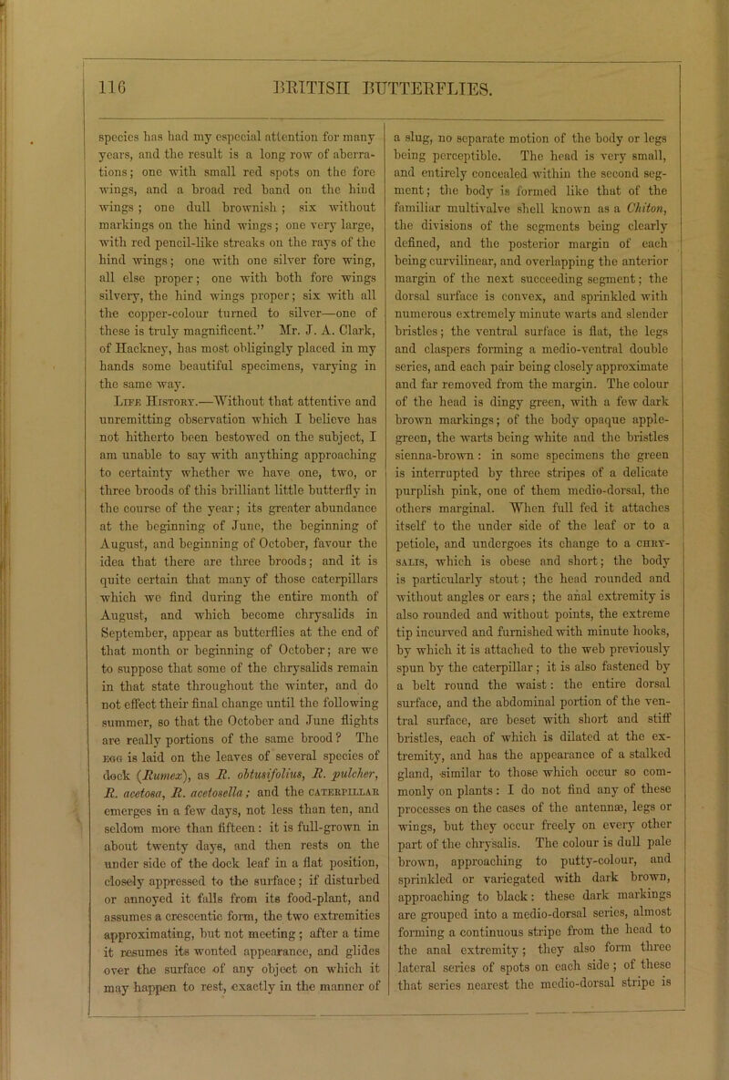 species lias bad my especial attention for many years, and tlie result is a long row of aberra- tions ; one with small red spots on the fore wings, and a broad red band on the bind wings ; one dull brownish ; six without markings on the hind wings; one very large, with red pencil-like streaks on the rays of the bind wings; one with one silver fore wing, all else proper; one with both fore wings silvery, the hind wings proper; six with all the copper-colour turned to silver—one of these is truly magnificent.” Mr. J. A. Clark, of Hackney, has most obligingly placed in my bands some beautiful specimens, varying in the same way. Life History.—Without that attentive and unremitting observation which I believe has not hitherto been bestowed on the subject, I am unable to say with anything approaching to certainty whether we have one, two, or three broods of this brilliant little butterfly in the course of the year; its greater abundance at the beginning of June, the beginning of August, and beginning of October, favour the idea that there are three broods; and it is quite certain that many of those caterpillars which we find during the entire month of August, and which become chrysalids in September, appear as butterflies at the end of that month or beginning of October; are we to suppose that some of the chrysalids remain in that state throughout the winter, and do not effect their final change until the following summer, so that the October and June flights are really portions of the same brood ? The egg is laid on the leaves of several species of dock (Rumex), as It. ohtusifolius, It. pulcher, _R. acetoea, It. acetosella; and the caterpillar emerges in a few days, not less than ten, and seldom more than fifteen : it is full-grown in about twenty days, and then rests on the under side of the dock leaf in a flat position, closely oppressed to the surface; if disturbed or annoyed it falls from its food-plant, and assumes a crescentic form, the two extremities approximating, but not meeting; after a time it resumes its wonted appearance, and glides over the surface of any object on which it may happen to rest, exactly in the manner of a slug, no separate motion of the body or legs being perceptible. The head is very small, and entirely concealed within the second seg- ment ; the body is formed like that of the familiar multivalve shell known as a Chiton, the divisions of the segments being clearly defined, and the posterior margin of each being curvilinear, and overlapping the anterior margin of the next succeeding segment; the dorsal surface is convex, and sprinkled with numerous extremely minute warts and slender bristles; the ventral surface is flat, the legs and claspers forming a medio-ventral double series, and each pair being closely approximate and far removed from the margin. The colour of the head is dingy green, with a few dark brown markings; of the body opaque apple- green, the warts being white and the bristles sienna-brown : in some specimens the green is interrupted by three stripes of a delicate purplish pink, one of them medio-dorsal, the others marginal. When full fed it attaches itself to the under side of the leaf or to a petiole, and undergoes its change to a chry- salis, which is obese and short; the body is particularly stout; the head rounded and without angles or ears ; the anal extremity is also rounded and without points, the extreme tip incurved and furnished with minute hooks, by which it is attached to the web previously spun by the caterpillar ; it is also fastened by a belt round the waist: the entire dorsal surface, and the abdominal portion of the ven- tral surface, are beset with short and stiff bristles, each of which is dilated at the ex- tremity, and has the appearance of a stalked gland, -similar to those which occur so com- monly on plants: I do not find any of these processes on the cases of the antenna?, legs or wings, but they occur freely on every other part of the chrysalis. The colour is dull pale brown, approaching to putty-colour, and sprinkled or variegated with dark brown, approaching to black: these dark markings are grouped into a medio-dorsal series, almost forming a continuous stripe from the head to the anal extremity; they also form three lateral series of spots on each side ; of these that series nearest the medio-dorsal stripe is