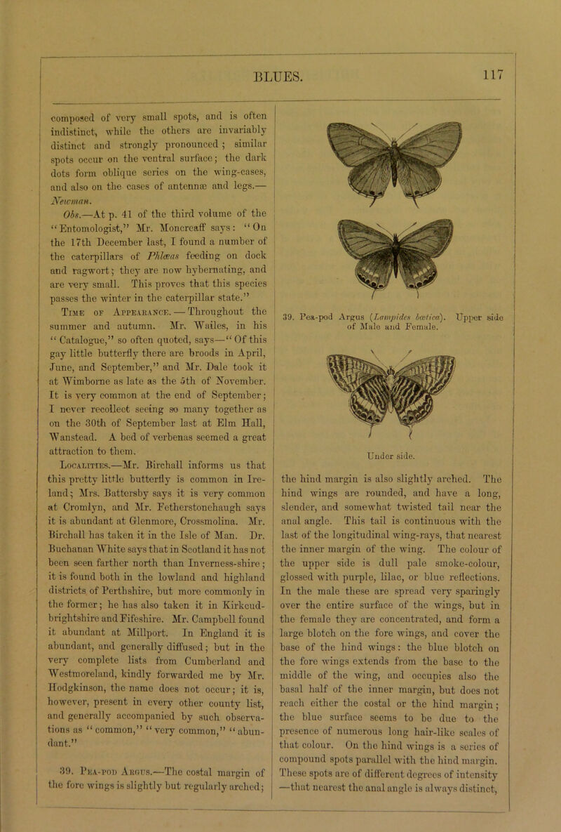 composed of very small spots, and is often indistinct, while the others are invariably distinct and strongly pronounced ; similar ■ spots occur on the ventral surface; the dark dots form oblique series on the wing-cases, and also on the cases of antennas and legs.— i Newman. Obs.—At p. 41 of the third volume of the “Entomologist,” Mr. Moncreaff says: “On the 17th December last, I found a number of the caterpillars of Phleeas feeding on dock and ragwort; they are now hybernating, and are very small. This proves that this species passes the winter in the caterpillar state.” Time of Appearance. — Throughout the summer and autumn, Mr. Wailes, in his “ Catalogue,” so often quoted, says—“ Of this gay little butterfly there are broods in April, June, and September,” and Mr. Dale took it at Wimborne as late as the 5 th of November. It is very common at the end of September; I never recollect seeing so many together as on the 30th of September last at Elm Hall, Wan stead. A bed of verbenas seemed a great attraction to them. Localities,—Mr. Birch a 11 informs us that this pretty little butterfly is common in Ire- land ; Mrs, Battersby says it is very common at Cromlyn, and Mr. Fetherstonehaugh says it is abundant at Glenmore, Crossmolina. Mr. Birchall has taken it in the Isle of Man. Dr. Buchanan White says that in Scotland it has not been seen farther north than Inverness-shire ; it is found both in the lowland and highland districts of Perthshire, but more commonly in the former; he has also taken it in Kirkcud- brightshire and Fifeshire. Mr. Campbell found it abundant at Millport. In England it is abundant, and generally diffused; but in the very complete lists from Cumberland and Westmoreland, kindly forwarded me by Mr. Ilodgkinson, the name does not occur; it is, however, present in every other county list, and generally accompanied by such observa- tions as “ common,” “ very common,” “ abun- dant.” 39. Pea-pod Argus.—The costal margin of the fore wings is slightly but regularly arched; 39. Pea-pod Argus (Lampides baitica). Upper side of Male and Female. the hind margin is also slightly arched. The hind wings are rounded, and have a long, slender, and somewhat twisted tail near the anal angle. This tail is continuous with the last of the longitudinal wing-rays, that nearest the inner margin of the wing. The colour of the upper side is dull pale smoke-colour, glossed with purple, lilac, or blue reflections. In the male these are spread very sparingly over the entire surface of the wings, but in the female they are concentrated, and form a large blotch on the fore wings, and cover the base of the hind wings: the blue blotch on the fore wings extends from the base to the middle of the wing, and occupies also the basal half of the inner margin, but does not reach either the costal or the hind margin; the blue surface seems to be due to the presence of numerous long hair-like scales of that colour. On the hind wings is a series of compound spots parallel with the hind margin. These spots are of different degrees of intensity —that nearest the anal angle is always distinct,