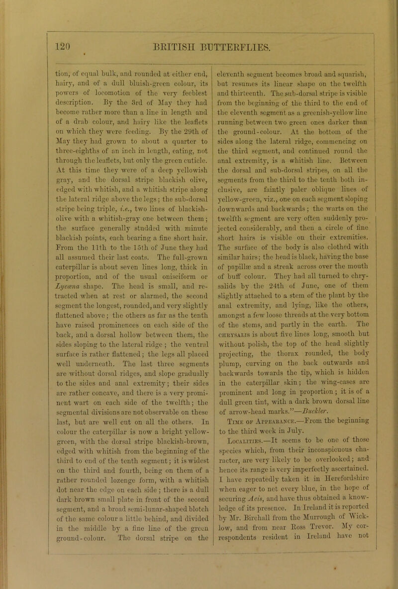 tion, of equal bulk, and rounded at either end, hairy, and of a dull bluish-green colour, its powers of locomotion of the very feeblest description. By the 3rd of May they had become rather more than a line in length and of a drab colour, and hairy like the leaflets on which they were feeding. By the 29th of May they had grown to about a quarter to three-eighths of an inch in length, eating, not through the leaflets, but only the green cuticle. At this time they were of a deep yellowish gray, and the dorsal stripe blackish olive, edged with whitish, and a whitish stripe along the lateral ridge above the legs ; the sub-dorsal stripe being triple, i.e., two lines of blackish- olive with a whitish-gray one between them ; the surface generally studded with minute blackish points, each bearing a fine short hair. From the 11th to the 15th of June they had all assumed their last coats. The full-grown caterpillar is about seven lines long, thick in proportion, and of the usual onisciform or Lyccena shape. The head is small, and re- tracted when at rest or alarmed, the second segment the longest, rounded, and very slightly flattened above; the others as far as the tenth have raised prominences on each side of the back, and a dorsal hollow between them, the sides sloping to the lateral ridge ; the ventral surface is rather flattened; the legs all placed well underneath. The last three segments are without dorsal ridges, and slope gradually to the sides and anal extremity; their sides are rather concave, and there is a very promi- nent wart on each side of the twelfth; the segmental divisions are not observable on these last, but are well cut on all the others. In colour the caterpillar is now a bright yellow- green, with the dorsal stripe blackish-brown, edged with whitish from the beginning of the third to cud of the tenth segment; it is widest on the third and fourth, being on them of a rather rounded lozenge form, with a whitish dot near the edge on each side ; there is a dull dark brown small plate in front of the second segment, and a broad semi-lunar-shaped blotch of the same colour a little behind, and divided in the middle by a fine line of the green ground-colour. The dorsal stripe on the eleventh segment becomes broad and squarish, but resumes its linear shape ou the twelfth and thirteenth. The sub-dorsal stripe is visible from the beginning of the third to the end of the eleventh segment as a greenish-yellow line running between two green ones darker than the ground-colour. At the bottom of the sides along the lateral ridge, commencing on the third segment, and continued round the anal extremity, is a whitish line. Between the dorsal and sub-dorsal stripes, on all the segments from the third to the tenth both in- clusive, are faintly paler oblique lines of yellow-green, viz., one on each segment sloping downwards and backwards ; the warts on the I twelfth segment are very often suddenly pro- jected considerably, and then a circle of fine short hairs is visible on their extremities. The surface of the body is also clothed with similar hairs; the head is black, having the base of papillm and a streak across over the mouth of buff colour. They had all turned to chry- salids by the 24th of June, one of them slightly attached to a stem of the plant by the anal extremity, and lying, like the others, amongst a few loose threads at the very bottom of the stems, and partly in the earth. The chrysalis is about five lines long, smooth but without polish, the top of the head slightly projecting, the thorax rounded, the body plump, curving on the back outwards and backwards towards the tip, which is hidden in the caterpillar skin; the wing-cases are prominent and long in proportion; it is ot a dull green tint, with a dark brown dorsal line of arrow-head marks.”—Buckler. Time of Appearance.—From the beginning to the third week in July. Localities.—It seems to be one of those species which, from their inconspicuous cha- racter, are very likely to be overlooked; and hence its range is very imperfectly ascertained. I have repeatedly taken it in Herefordshire when eager to net every blue, in the hope of securing Acts, and have thus obtained a know- ledge of its presence. In Ireland it is reported by Mr. Birchall from the Murrougli of Wick- low, and from near Boss Trevor. My cor- respondents resident in Ireland have not