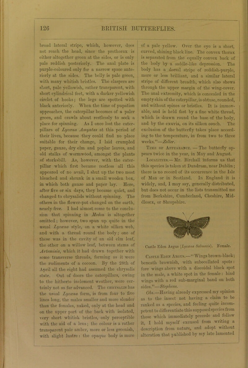 broad lateral stripe, which, however, does not reach the head, since the prothorax is either altogether green at the sides, or is only pale reddish posteriorly. The anal plate is purple-coloured only for a narrow space ante- riorly at the sides. The belly is pale green, with many whitish bristles. The claspers are short, pale yellowish, rather transparent, with short cylindrical feet, with a darker yellowish circlet of hooks; the legs are spotted with black anteriorly. When the time of pupation approaches, the caterpillar becomes of a paler green, and crawls about restlessly to seek a place for spinning. As I once lost the cater- pillars of Lyceum Amyntas at this period of their lives, because they could find no place suitable for their change, I laid crumpled paper, gauze, dry elm and poplar leaves, and old stalks of wormwood, amongst the plants of storksbill. As, however, with the cater- pillar which first became restless all this appeared of no avail, I shut up the two most bleached and shrunk in a small wooden box, in which both gauze and paper lay. Here, after five or six days, they became quiet, and changed to chrysalids without spinning. The others in the flower-pot changed on the earth, nearly free. I had almost come to the conclu- sion that spinning in Medon is altogether omitted; however, two spun up quite in the usual Lycacna style, on a white silken web, and with a thread round the body; one of these was in the cavity of an old elm leaf, the other on a willow leaf, between stems of Artemisia, which it hud drawn together with some transverse threads, forming as it were the rudiments of a cocoon. By the 28th of April all the eight had assumed the chrysalis state. Out of doors the caterpillars, owing to the hitherto inclement weather, were cer- tainly not so far advanced. The chrysalis has the usual Lyccena form, is from four to five lines long, the males smaller and more slender than the females, naked, only at the head and on the upper part of the back with isolated, very short whitish bristles, only perceptible with the aid of a lens; the colour is a rather transparent pale amber, more or less greenish, with slight lustre : the opaque body is more of a pale yellow. Over the eye is a short, curved, shining black line. The convex thorax is separated from the equally convex back of the body by a saddle-like depression. The body has a dorsal stripe of reddish-purple, more or less brilliant, and a similar lateral stripe of different breadth, which also shows through the upper margin of the wing-cover. The anal extremity, which is concealed in the empty skin of the caterpillar, is obtuse, rounded, and without spines or bristles. It is immov- able, and is held fast by a fine white thread, which is drawn round the base of the body, and by the exuvia, on its silken couch. The exclusion of the butterfly takes place accord- ing to the temperature, in from two to three weeks. ’ ’—Zeller. Time of Appearance. — The butterfly ap- pears twice in the year, in May and August. Localities.— Mr. Birchall informs us that this species is taken at Dundrum. near Dublin ; there is no record of its occurrence in the Isle of Man or in Scotland. In England it is widely, and, I may say, generally distributed, but does not occur in the lists transmitted me from Berkshire, Cumberland, Cheshire, Mid- dlesex, or Shropshire. \ / Castle Eden Argus [Lyccena Salmacis). Female. Castle Eden Argus.—“Wings brown-black; beneath brownish, with subocellated spots : fore wings above with a discoidal black spot in the male, a white spot in the female : hind wings with a red sub-marginal band ou both sides.”—Stephens. Ohs.—Having already expressed my opinion as to the insect not having a claim to be ranked as a species, and feeling quite incom- petent to differentiate this supposed species from those which immediately precede and lollow it, I hold myself excused from writing a description from nature, and adopt without alteration that published by my late lamented