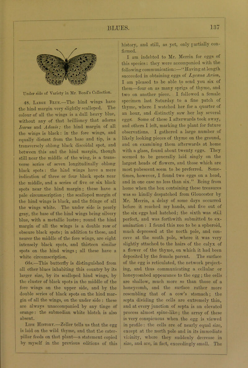 Under side of Variety in Mr. Bond's Collection. 48. Large Blue.—The hind wings have the hind margin very slightly scalloped. The colour of all the wings is a dull heavy blue, without any of that brilliancy that adorns Icarus and Adonis; the hind margin of all the wings is black: in the fore wings, and equally distant from the base and tip, is a transversely oblong black discoidal spot, and between this and the hind margin, though still near the middle of the wing, is a trans- verse series of seven longitudinally oblong black spots : the hind wings have a mere indication of three or four black spots near the middle, and a series of five or six black spots near the hind margin; these have a pale circumscription ; the scalloped margin of the hind wings is black, and the fringe of all the wings white. The under side is pearly gray, the base of the hind wings being silveiy blue, with a metallic lustre; round the hind margin of all the wings is a double row of obscure black spots; in addition to these, and nearer the middle of the fore wings, are eight intensely black spots, and thirteen similar spots on the hind wings ; all these have a white circumscription. Obs.—This butterfly is distinguished from all other blues inhabiting this country by its larger size, by its scalloped hind wings, by the cluster of black spots in the middle of the fore wings on the upper side, and by the double series of black spots on the hind mar- gin of all the wings, on the under side : these are always unaccompanied by any tinge of orange: the submedian white blotch is also absent. Life History.—Zeller tells us that the egg is laid on the wild thyme, and that the cater- pillar feeds on that plant—a statement copied by myself in the previous editions of this history, and still, as yet, only partially con- firmed. I am indebted to Mr. Merrin for eggs of this species: they were accompanied with the following communication:—“Having at length succeeded in obtaining eggs of Lyccena Avion, I am pleased to be able to send you six of them—four on as many sprigs of thyme, and two on another piece. I followed a female specimen last Saturday to a fine patch of thyme, where I watched her for a quarter of an hour, and distinctly saw her lay several eggs'. Some of these I afterwards took away, and others I left, marking the plant for future observations. I gathered a large number of likely looking pieces of thyme on the ground, and on examining them afterwards at home with a glass, found about twenty eggs. They seemed to be generally laid singly on the largest heads of flowers, and those which are most pubescent seem to be preferred. Some- times, however, I found two eggs on a head, and in one case no less than six.” Being from home when the box containing these treasures was so kindly despatched from Gloucester by Mr. Merrin, a delay of some days occurred before it reached my hands, and five out of the six eggs had hatched; the sixth was still perfect, and was forthwith submitted to ex- amination : I found this egg to be a spheroid, much depressed at the north pole, and con- cave at the south pole, where it was very slightly attached to the hairs of the calyx of a flower of the thyme, on which it had been deposited by the female parent. The surface of the egg is reticulated, the network project- ing, and thus commuuicating a cellular or hoDeycombed appearance to the egg ; the cells are shallow, much more so than those of a honeycomb, and the surface rather more resembling that of a cow’s stomach; the septa dividing the cells are extremely thin, and at every junction of septa is an elevated process almost spine-like; the array of these is very conspicuous when the egg is viewed in profile: the cells are of nearly equal size, except at the north pole and in its immediate vicinity, where they suddenly decrease in size, and arc, in fact, exceedingly small. The