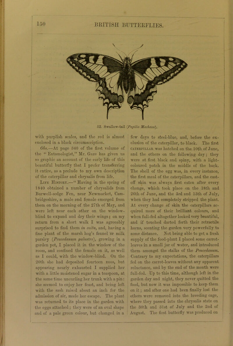 52. Swallow-tail (Papilio Machaori). enclosed in a black circumscription. Ols.—At page 340 of the first volume of the “ Entomologist,” Mr. Gaze has given us so graphic an account of the early life of this beautiful butterfly that I prefer transferring it entire, as a prelude to my own description of the caterpillar and chrysalis from life. Life Hi stout.—“ Having in the spring of 1840 obtained a number of chrysalids from Burwell-sedge Pen, near Newmarket, Cam- bridgeshire, a male and female emerged from them on the morning of the 27tli of May, and were left near each other on the window- blind to expand and dry their wings-; on my return from a short walk I was agreeably surprised to find them in coitu, and, having a fine plant of the marsh hog’s fennel or milk parsley (Peucedanum palustre), growing in a garden pot, I placed it in the window of the room, and confined the female on it, as well as I could, with the window-blind. On the 20th she had deposited fourteen eggs, hut appearing nearly exhausted I supplied her with a little moistened sugar in a teaspoon, at the same time uncurling her trunk with a pin: she seemed to enjoy her feast, and being left with the sash raised about an inch for the admission of air, made her escape. The plant was returned to its place in the garden with the eggs attached ; they were of an oval shape and of a pale green colour, but changed in a few days to steel-blue, and, before the ex- clusion of the caterpillar, to black. The first caterpillar was hatched on the 10th of June, and the others on the following day ; they were at first black and spiny, with a light- coloured patch in the middle of the back. The shell of the egg was, in every instance, the first meal of the caterpillars, and the cast- off skin was always first eaten after every change, which took place on the 18th and 26th of June, and the 3rd and 13th of July, when they had completely stripped the plant. At every change of skin the caterpillars ac- quired more of their brilliant colours, and when full-fed altogether looked very beautiful, and if touched darted forth their retractile horns, scenting the garden very powerfully to some distance. Not being able to get a fresh supply of the food-plant I placed some carrot- leaves in a small jar of water, and introduced them amongst the stalks of the Peucedanum. Contrary to my expectations, the caterpillars fed on the carrot-leaves without any apparent reluctance, and by the end of the month were full-fed. Up to this time, although left in the garden day and night, they never quitted the food, but now it was impossible to keep thorn on it; and after one had been finally lost the others were removed into the breeding cage, where they passed into the chrysalis state on the 30th and 31st of July and the 2nd of August. The first butterfly was produced on