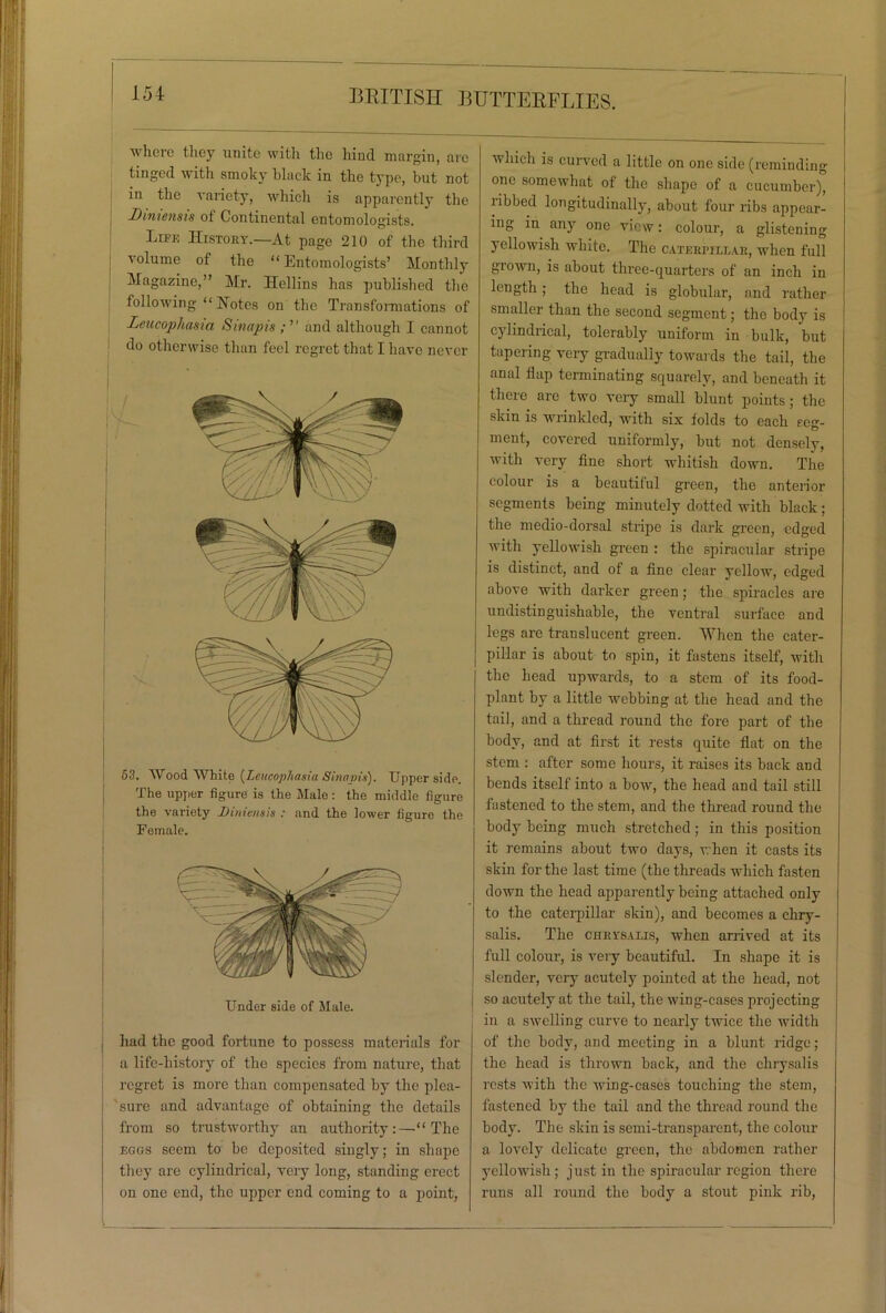 where they unite with the hind margin, are tinged with smoky black in the type, but not in the variety, whicli is apparently the Dimensis of Continental entomologists. Lifk History.—At page 210 of the third volume of the “ Entomologists’ Monthly Magazine,” Mr. Hollins has published the following “ Hotes on the Transformations of Leucophasia Sinapis and although I cannot do otherwise than feel regret that I have never 53. Wood White [Leucophasia Sinams). Upper side. The upper figure is the Male: the middle figure the variety Dmiensis : and the lower figure the Female. Under side of Male. had the good fortune to possess materials for a life-history of the species from nature, that regret is more than compensated by the plea- sure and advantage of obtaining the details from so trustworthy an authority:—“The eggs seem to be deposited singly; in shape they are cylindrical, very long, standing erect on one end, the upper end coming to a point, which is curved a little on one side (reminding one somewhat ol the shape of a cucumber), ribbed longitudinally, about four ribs appear- ing in any one view: colour, a glistening yellowish white. The caterpillar, when full gi own, is about three-quarters of an inch in length; the head is globular, and rather smaller than the second segment; the body is cylindrical, tolerably uniform in bulk, but tapering very gradually towards the tail, the anal flap terminating squarely, and beneath it there are two very small blunt points; the skin is wrinkled, with six folds to each seg- ment, covered uniformly, but not densely, with very fine short whitish down. The colour is a beautiful green, the anterior segments being minutely dotted with black; the medio-dorsal stripe is dark green, edged with yellowish green : the spiracular stripe is distinct, and of a fine clear yellow, edged above with darker green; the spiracles are undistinguishable, the ventral surface and legs are translucent green. When the cater- pillar is about to spin, it fastens itself, with the head upwards, to a stem of its food- plant by a little webbing at the head and the tail, and a thread round the fore part of the body, and at first it rests quite flat on the stem : after some hours, it raises its back and bends itself into a bow, the head and tail still fastened to the stem, and the thread round the body being much stretched ; in this position it remains about two days, when it casts its skin for the last time (the threads which fasten down the head apparently being attached only to the caterpillar skin), and becomes a chry- salis. The chrysalis, when arrived at its full colour, is very beautiful. In shape it is slender, very acutely pointed at the head, not so acutely at the tail, the wing-cases projecting in a swelling curve to nearly twice the width of the body, and meeting in a blunt ridge; the head is thrown back, and the chrysalis rests with the wing-cases touching the stem, fastened by the tail and the thread round the body. The skin is semi-transparent, the colour a lovely delicate green, the abdomen rather yellowish; just in the spiracular region there runs all round the body a stout pink rib,