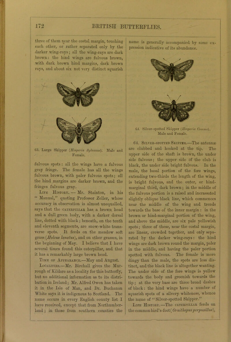 three of them near the costal margin, touching each other, or rather separated only by the darker wing-rays ; all the wing-rays are dark brown: the hind wings are fulvous brown, with dark brown hind margins, dark brown rays, and about six not very distinct squarish 63. Large Skipper (Hesperia Stjlvanus). Male and Female. fulvous spots : all the wings have a fulvous gray fringe. The female has all the wings fulvous brown, with paler fulvous spots; all the hind margins are darker brown, and the fringes fulvous gray. Life History. — Hr. Stainton, in his “ Manual,” quoting Professor Zeller, whose accuracy in observation is almost unequalled, says that the caterpillar has a brown head and a dull green body, with a darker dorsal line, dotted with black; beneath, on the tenth and eleventh segments, are snow-white trans- verse spots. It feeds on the meadow soft grass (Holcus lanatus), and on other grasses, in the beginning of May. I believe that I have several times found this caterpillar, and that it has a remarkably large brown head. Time of Appearance.—May and August. Localities.—Mr. Birchall gives the Hur- rough of Kildare as a locality for this butterfly, but no additional information as to its distri- bution in Ireland; Mr. Alfred Owen has taken it in the Isle of Man, and Hr. Buchanan White says it is indigenous to Scotland. The name occurs in every English county list I have received, except that from Northumber- land ; in those from southern counties the name is generally accompanied by some ex- pression indicative of its abundance. 61. Silver-spotted Skipper (Hesperia Comma). Male and Female. G4. Silver-spotted Skipper.—The antennae are clubbed and hooked at the tip. The upper side of the shaft is brown, the under side fulvous; the upper side of the club is black, the under side bright fulvous. In the male, the basal portion of the fore wings, extending two-thirds the length of the wing, is bright fulvous, and the outer, or hind- marginal third, dark brown; in the middle of the fulvous portion is a raised and incrassated slightly oblique black line, which commences near the middle of the wing and trends towards the base of the inner margin : in the brown or hind-marginal portion of the wing, and above the middle, are six pale yellowish spots; three of these, near the costal margin, are linear, crowded together, and only sepa- rated by the darker wing-rays: the hind wings are dark brown round the margin, paid- in the middle, and having the paler portion spotted with fulvous. The female is more dingy than the male, the spots are less dis- tinct, and the black line is altogether wanting. The under side of the fore wings is yellow towards the body and greenish towards the tip ; at the very base arc three broad dashes of black: the hind wings have a number of squarish spots of a silvery whiteness, whence the name of “ Silver-spotted Skipper.” Life History.—The caterpillar feeds on the common bii'd’s-foot( Ornithopus perpusillus),